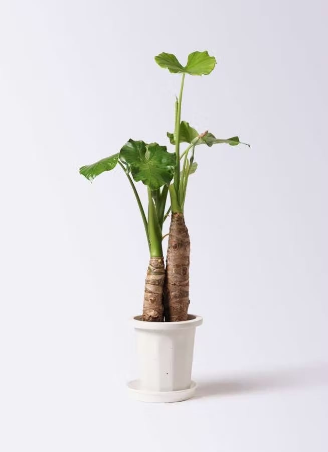 観葉植物 オリーブの木 10号 チプレッシーノ プラスチック鉢 | CAgarden