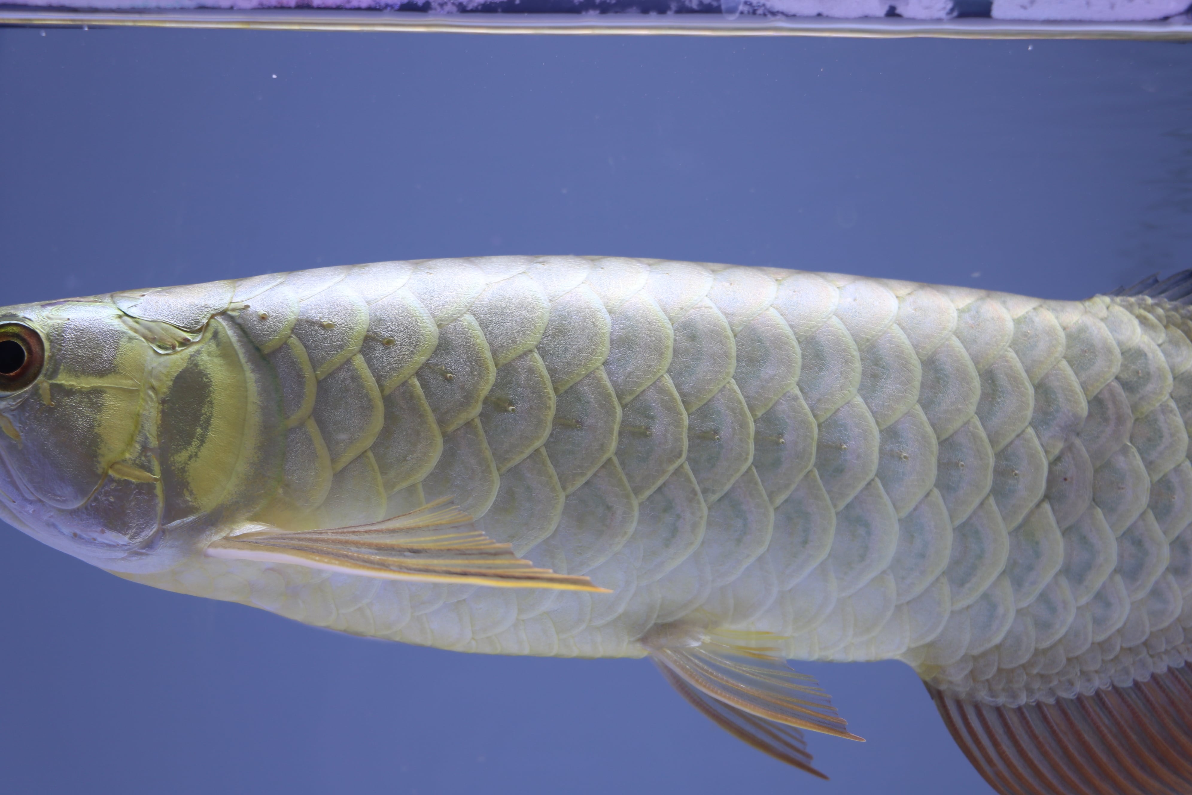 No.919 フルゴールド過背金龍(プレミアム個体)±34㎝ | アロワナ等の