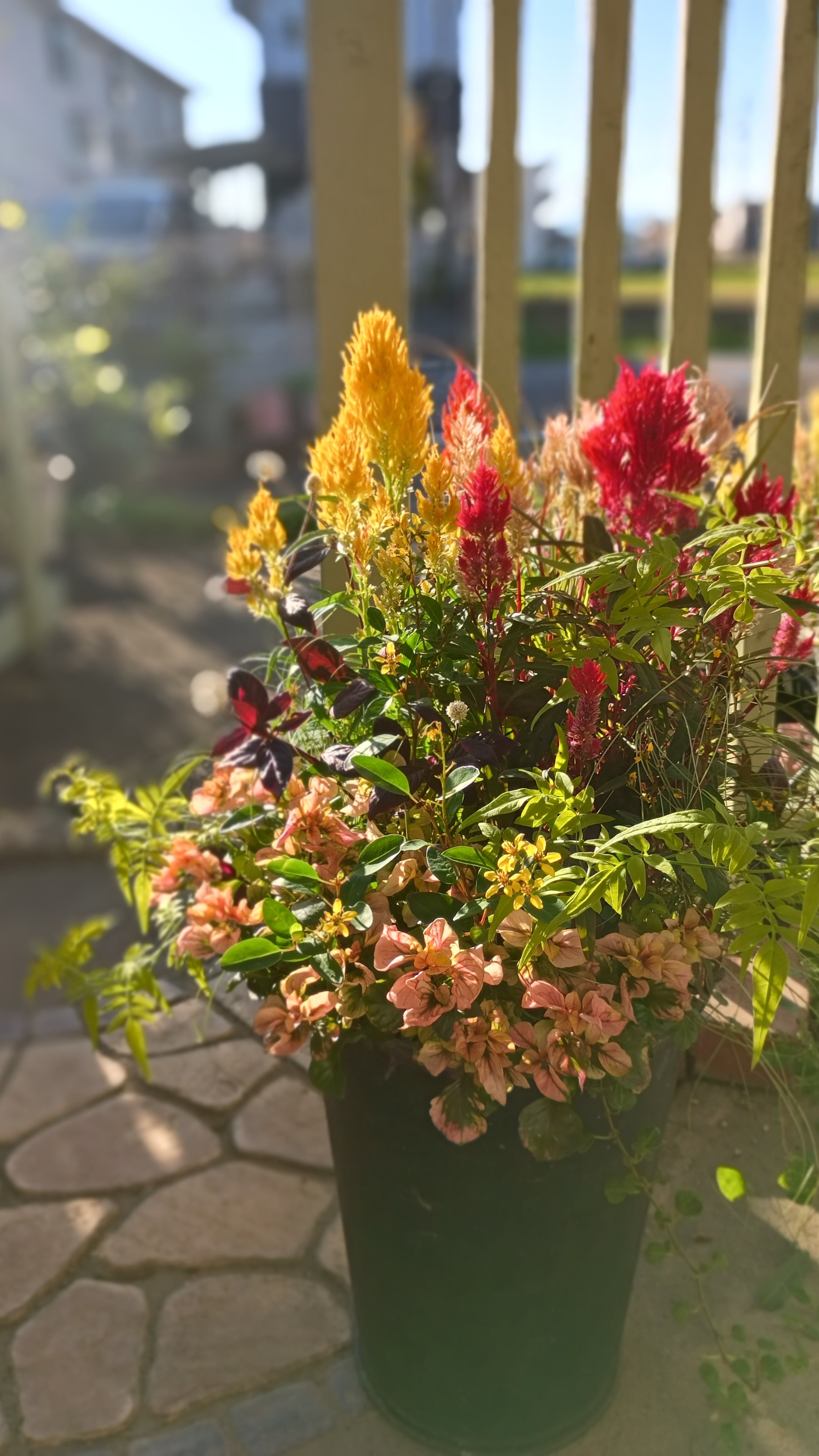 セロシア霧島の秋の寄せ植えギャザリング