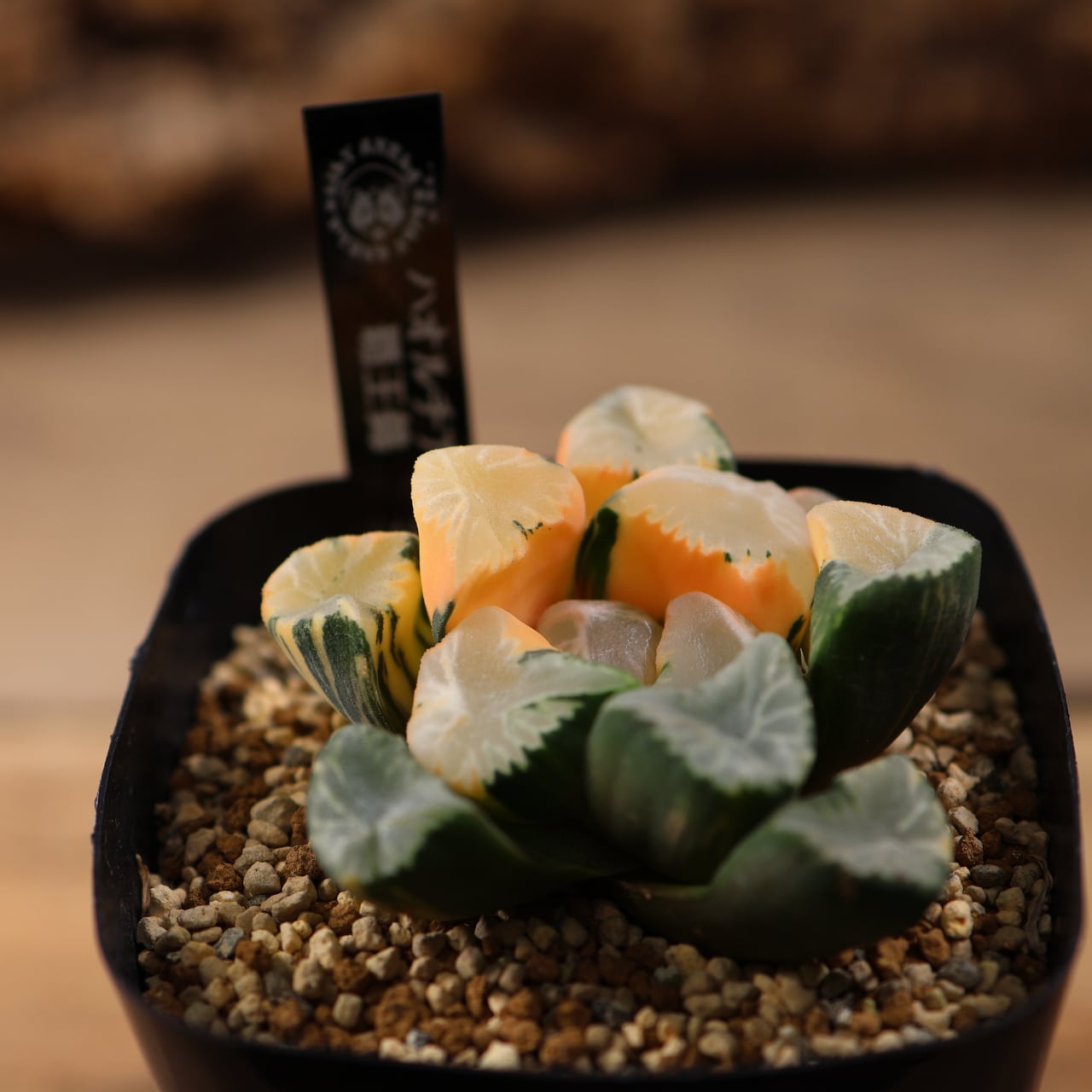 715『ハオルチア 覇王錦』観葉植物【送料無料】 | MARX PLANTS | 観葉