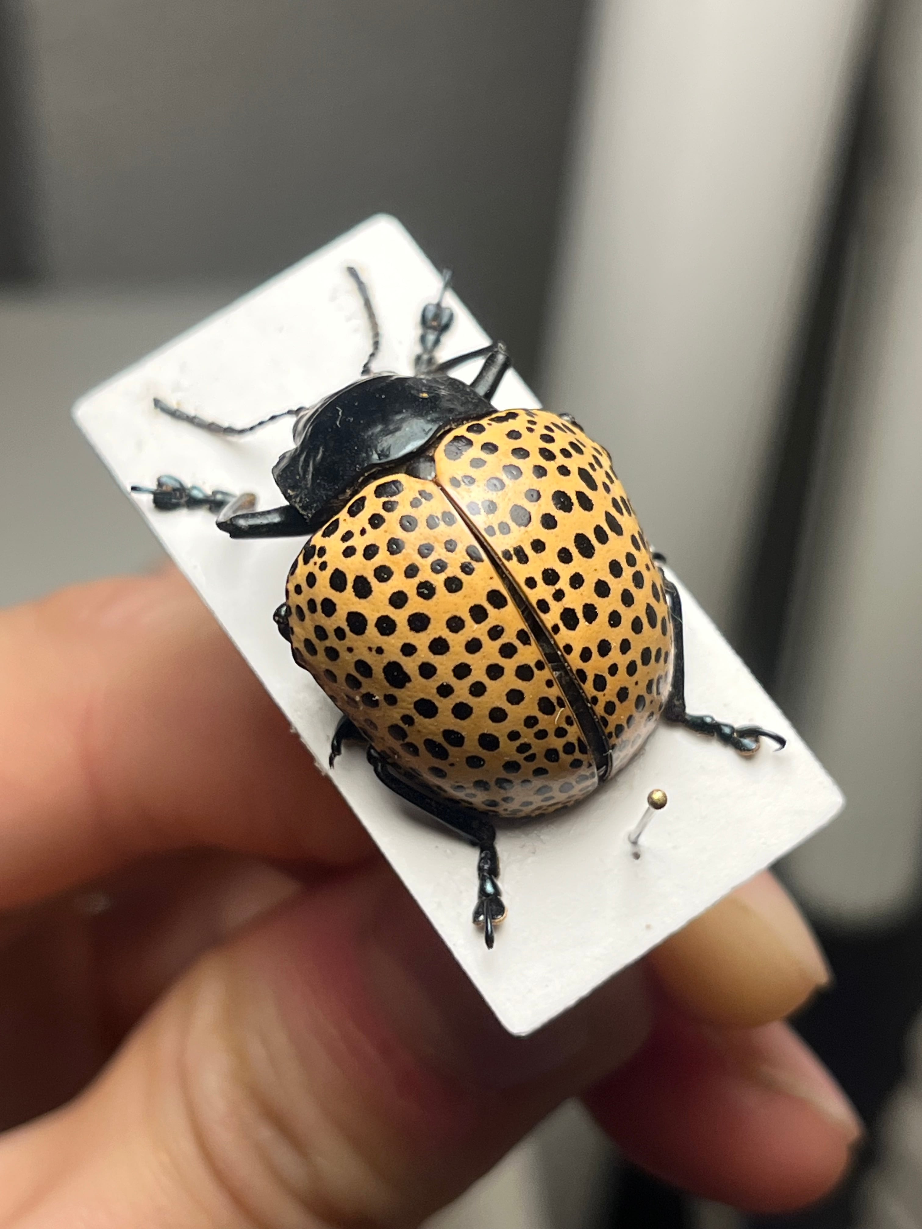 9mm】グンジョウオオコブハムシ コメツキムシ昆虫標本甲虫タマムシス