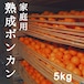 送料無料 熟成ポンカン家庭用5kg M〜Lサイズ 熊本県産