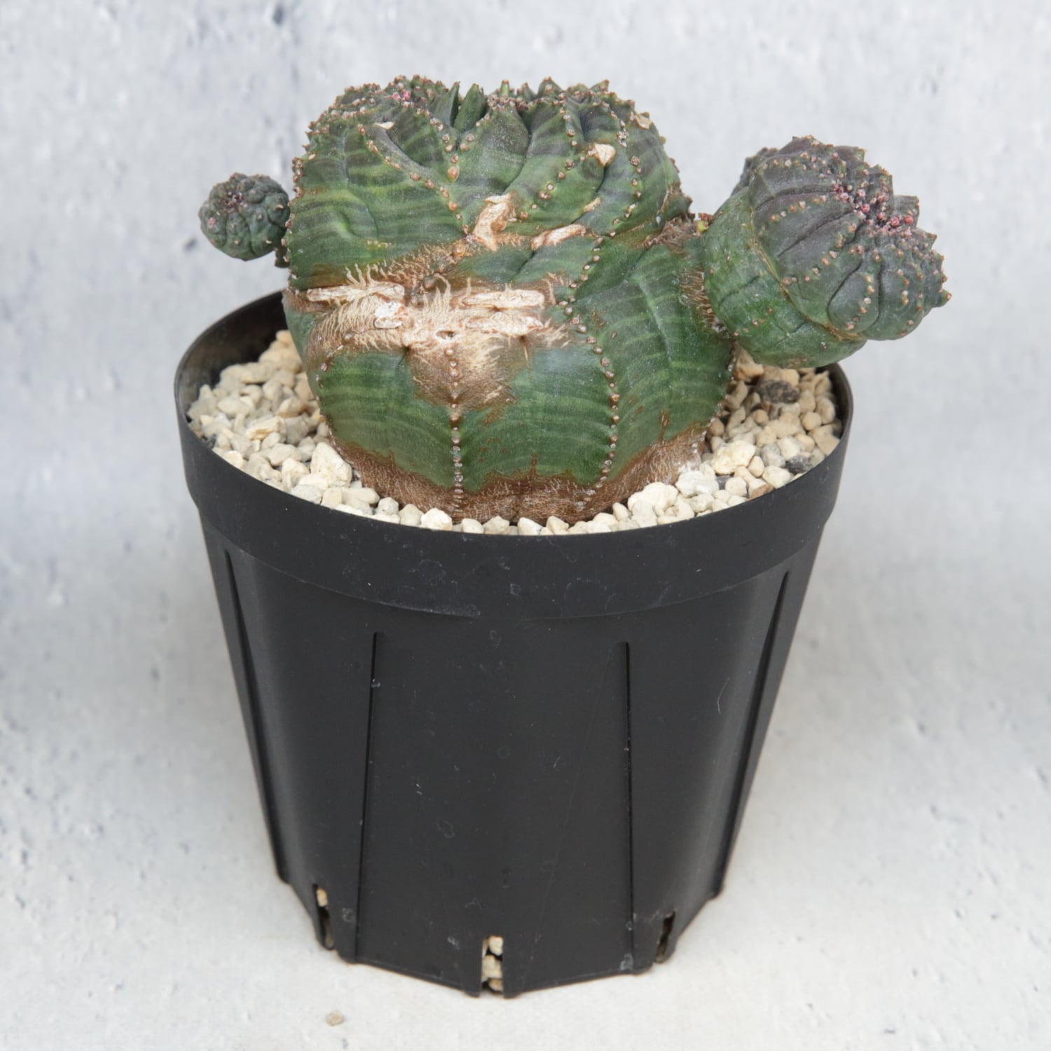 超厳選株】大株 最大幅約9.8cm 仔吹き 円扇綴化 オベサ