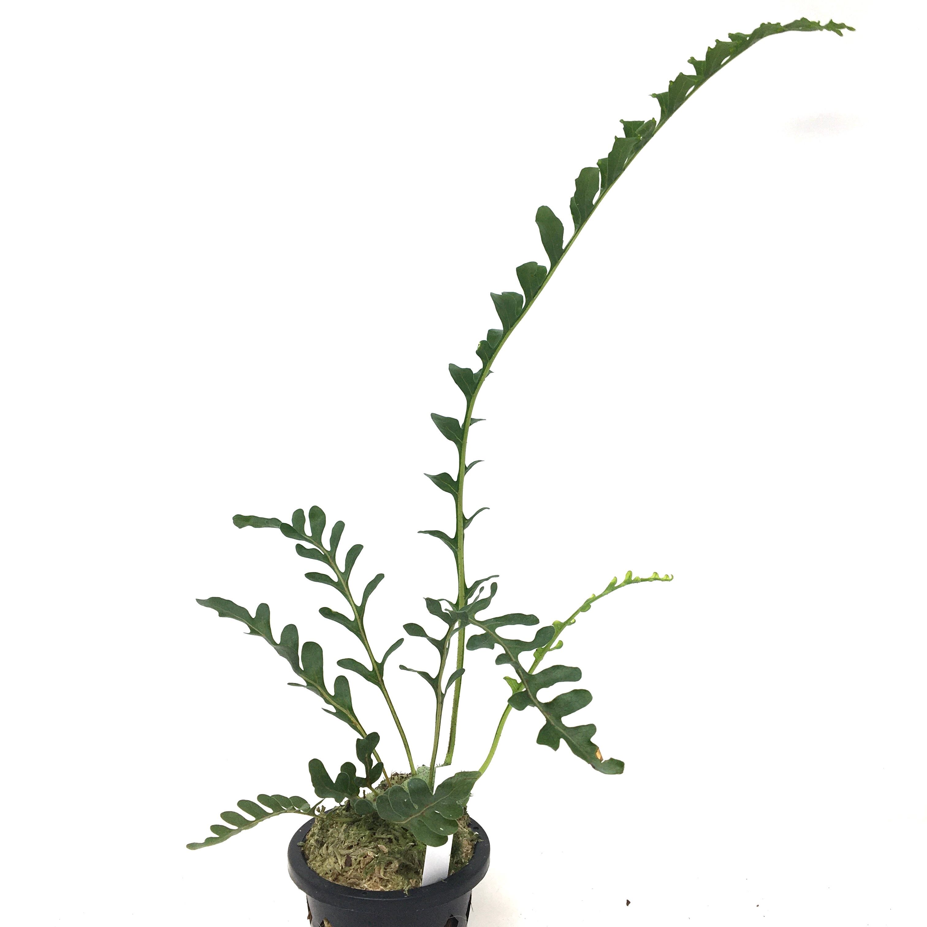 レカノプテリスsp