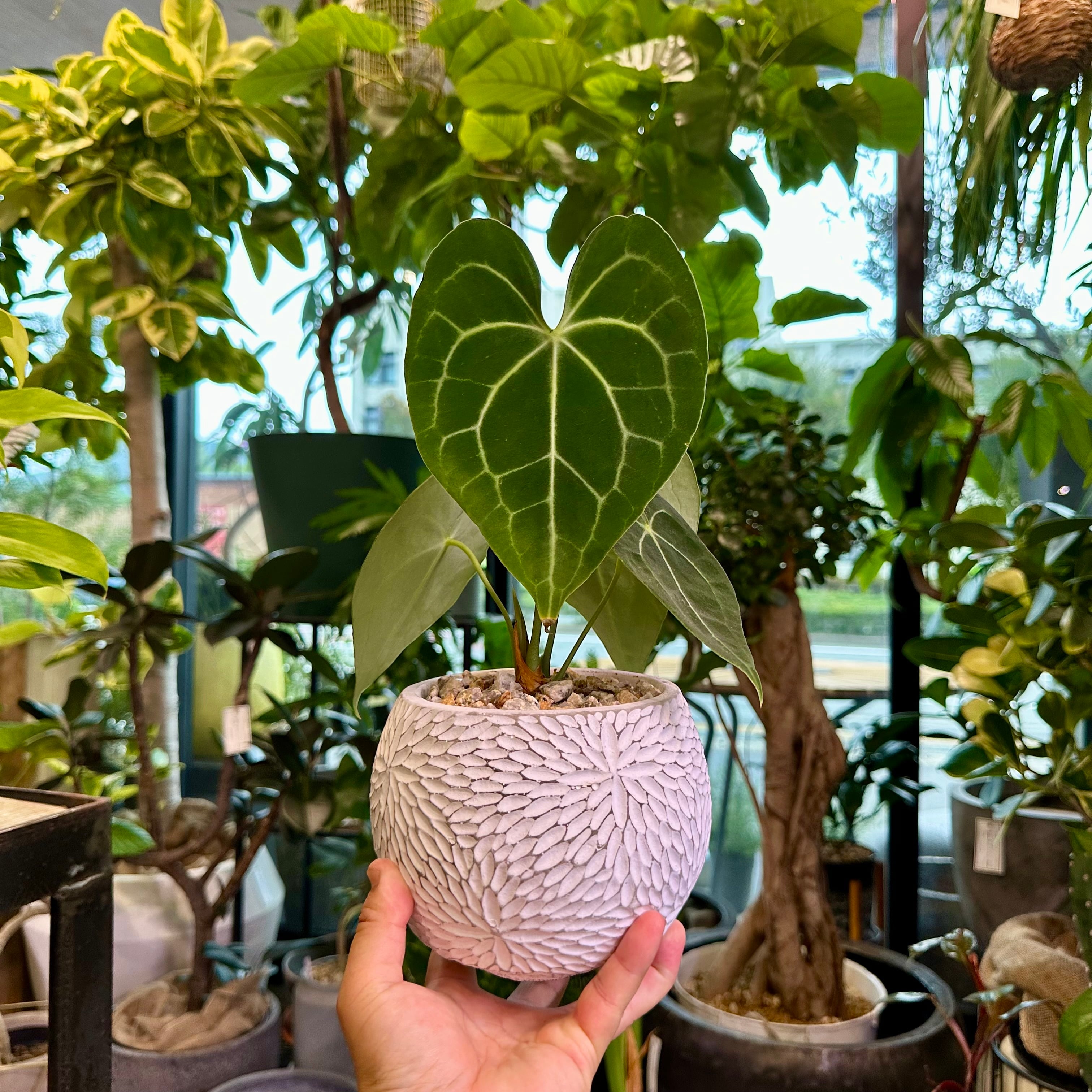 アンスリウム・クラリネルビウム | barrelplants_BONSAI