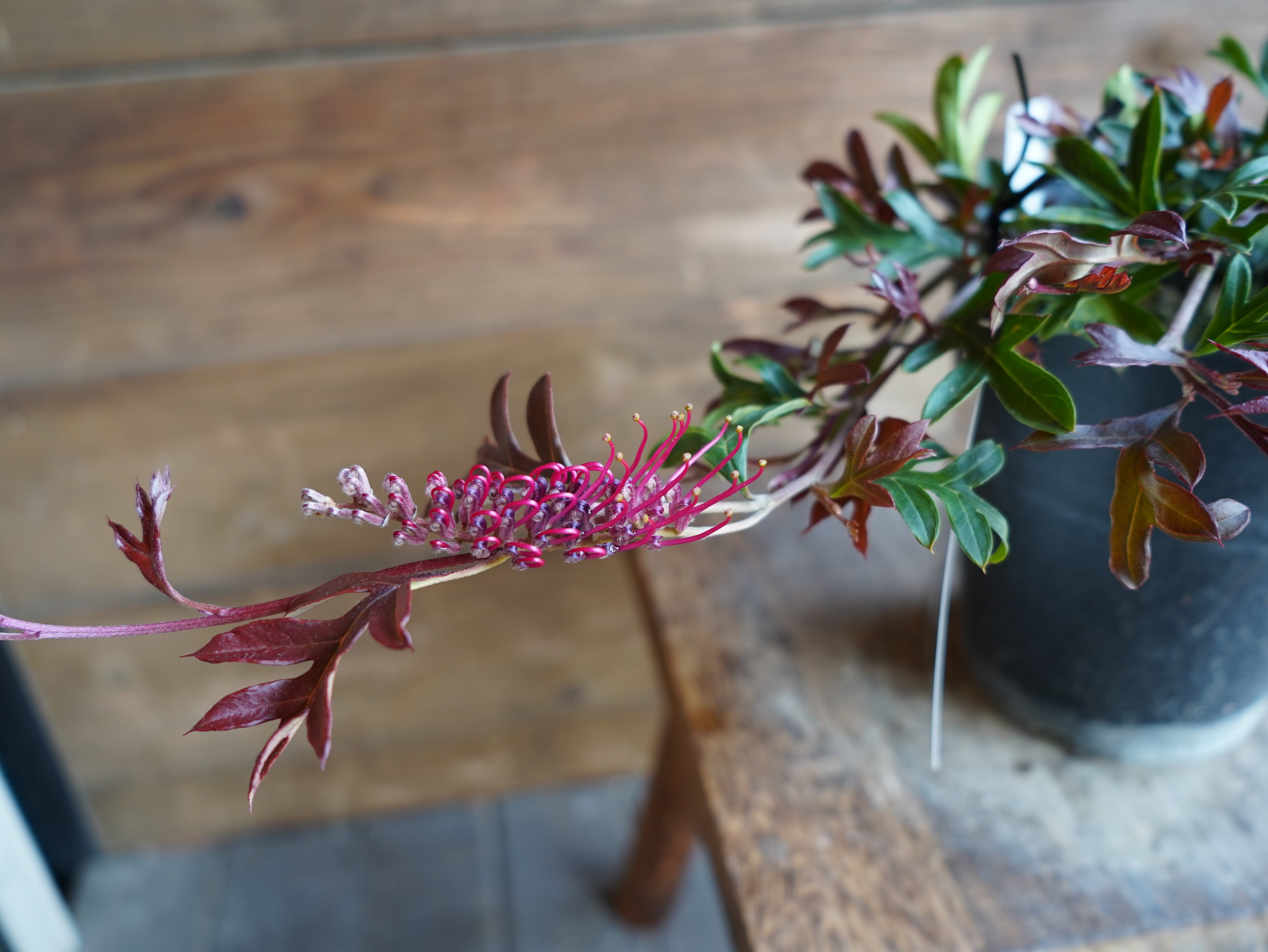 【現物】グレビレア　"ガウディチャウディ"　E