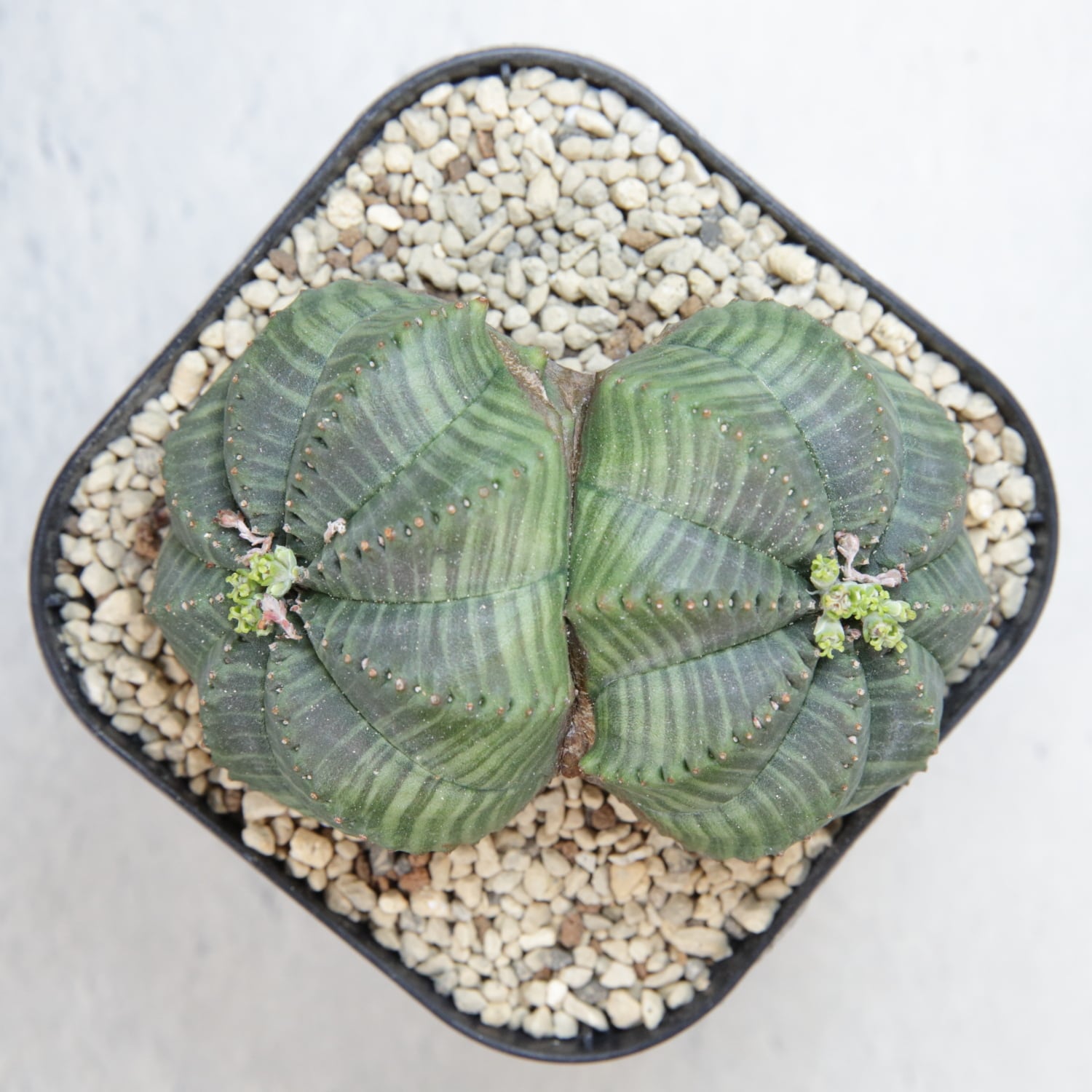 メス株 大株 約9cm ダブルヘッド オベサ / 良形株 木質化