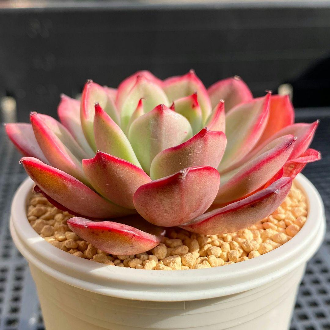 スターボス錦 カット苗 多肉植物 エケベリア 美苗 | magenta