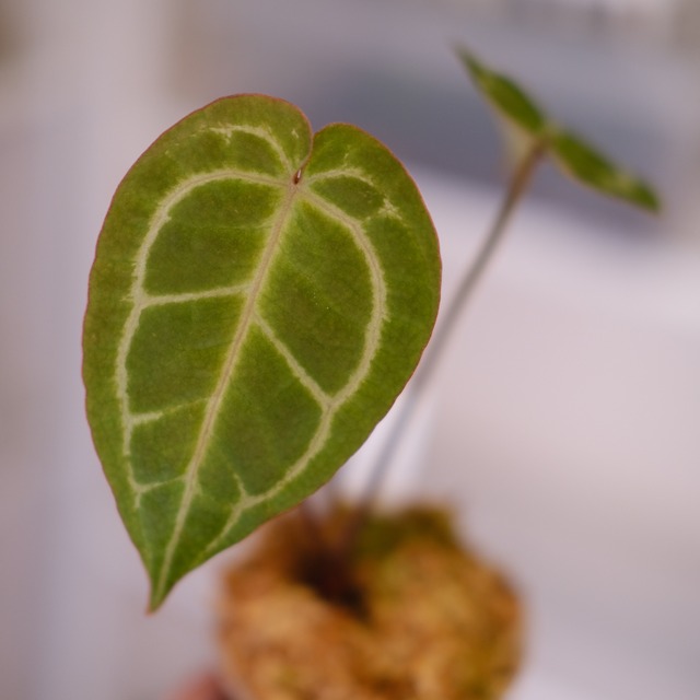 Anthurium. SKG Pink Lemonade × A.Zara Michelle④ / アンスリウム ピンクレモネード × ザラ ミシェル