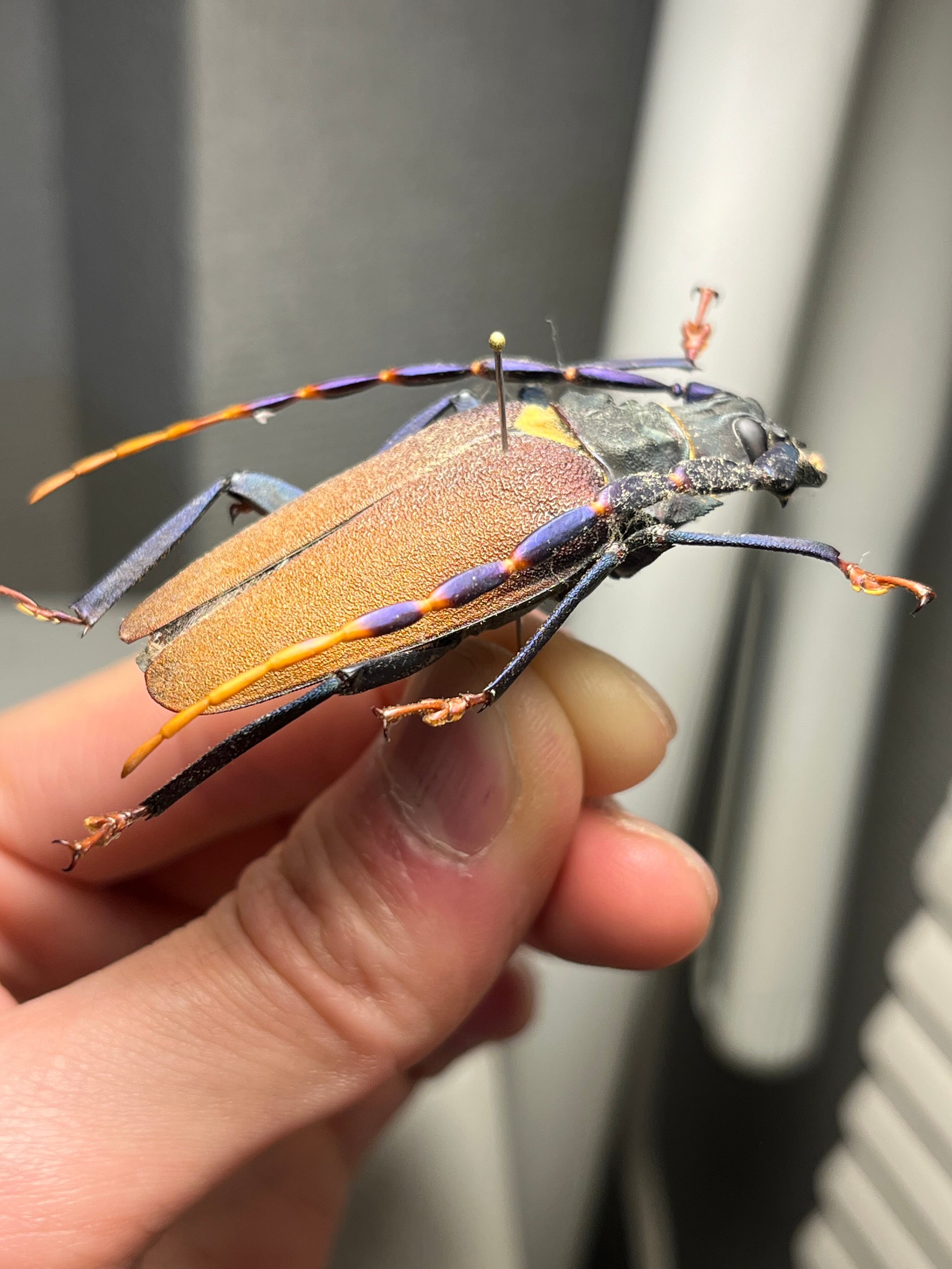 53mm】ルリヒゲノコギリカミキリ 標本ナンベイオオタガメ ハナムグリ