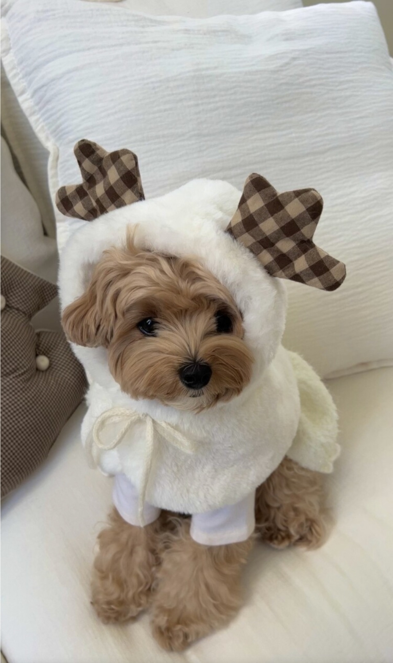 即納【SICGGU】スノードレス