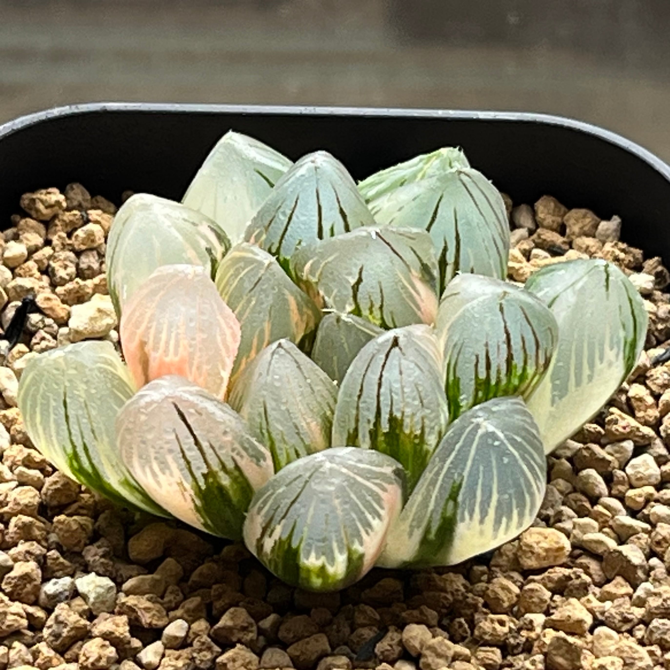 ハオルチア 竜爪 オブツーサ錦① | mocono_plants