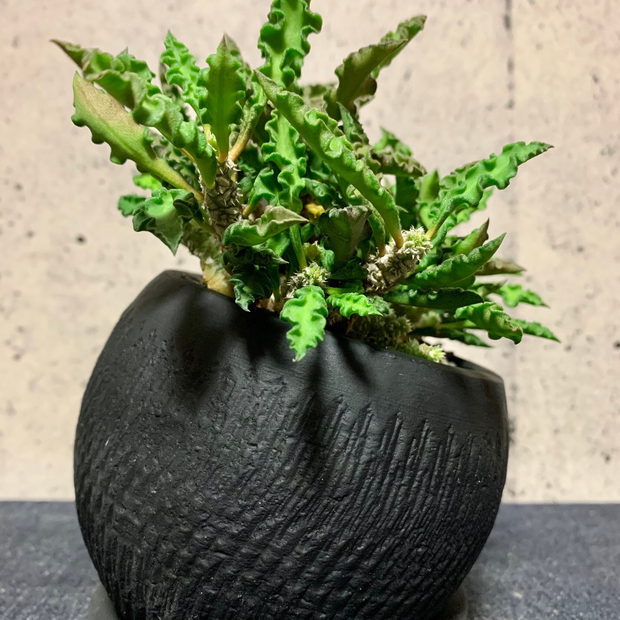 ユーフォルビア デカリー マットブラックポット Planet Plants プラネットプランツ