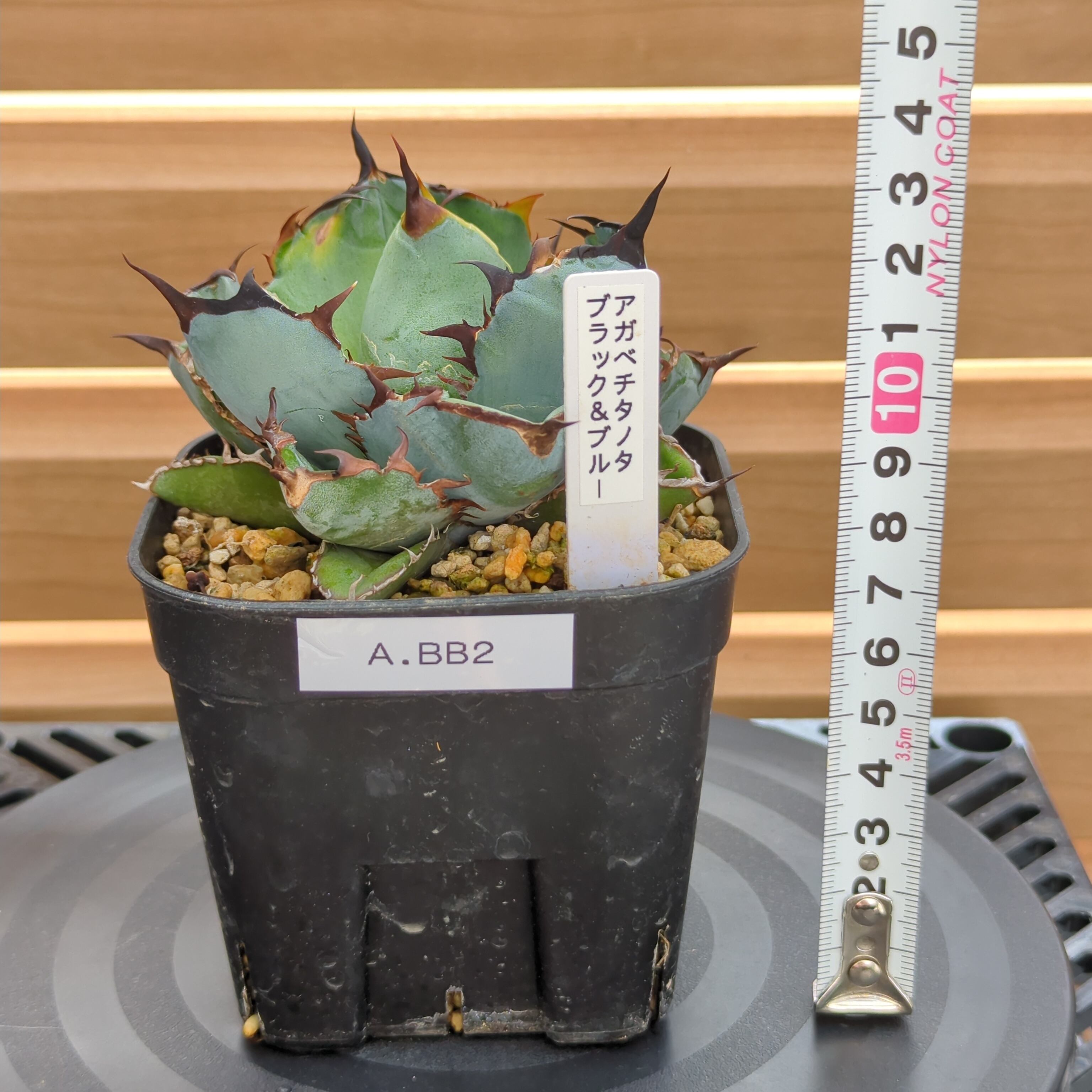 アガベ チタノタ Agave titanota 'Black & Blue' | BRIDGE GARDEN