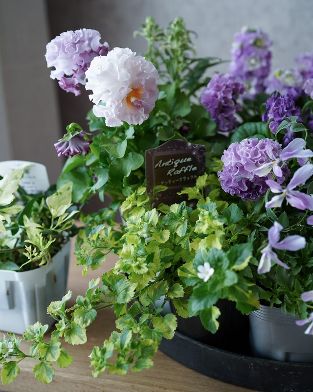 【ミニ花苗セット】ラッフル系のラベンダーパンジー、ミニ花苗セット
