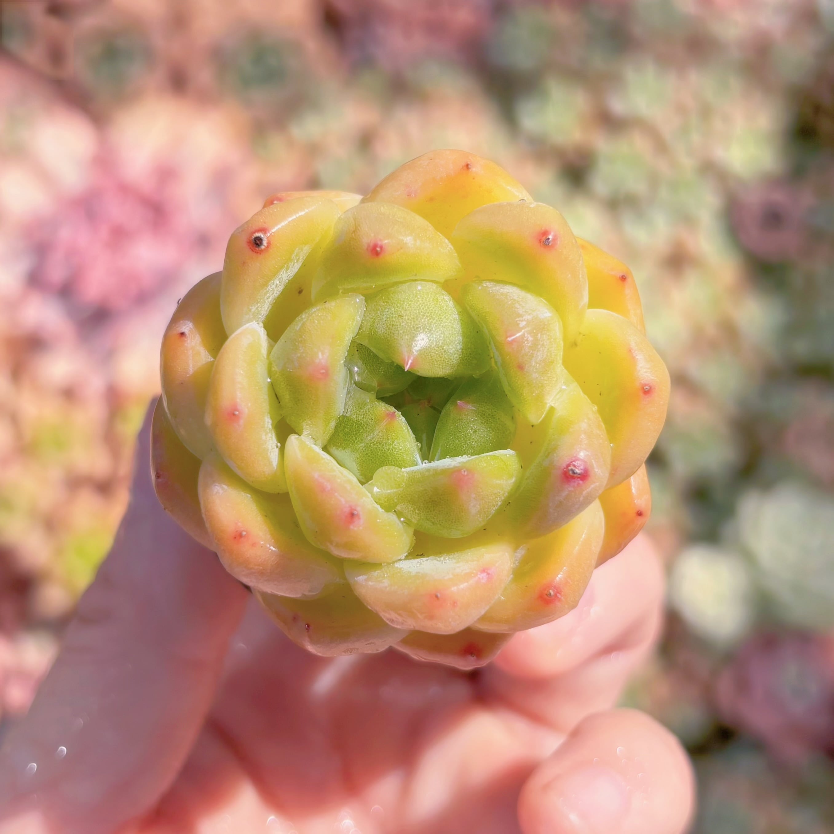 多肉植物　Ocean Star　新入荷　るる農園