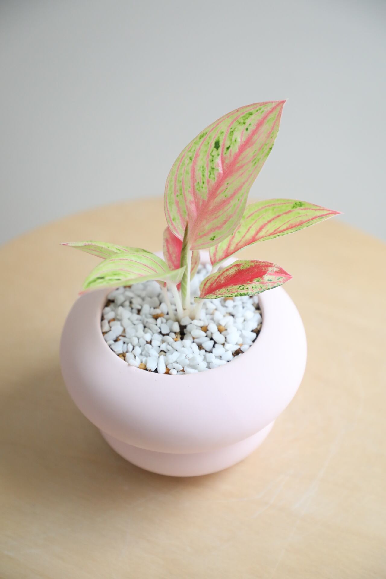 S】アグラオネマ ゴールデンスター/Aglaonema | 【厳選植物・器