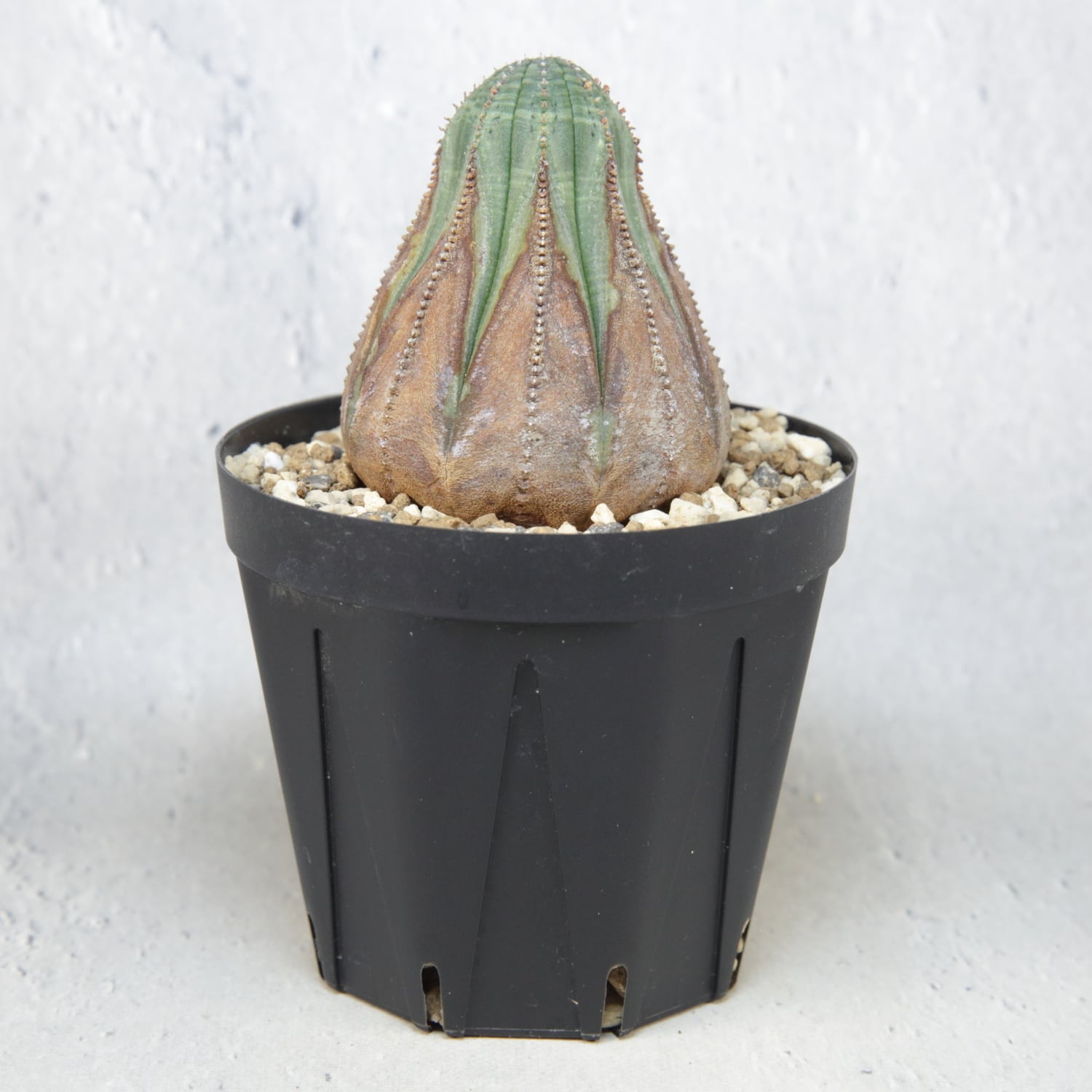 美模様 木質化 オベサ / ユーフォルビア | LIGHTHOUSE.PLANTS - 海外