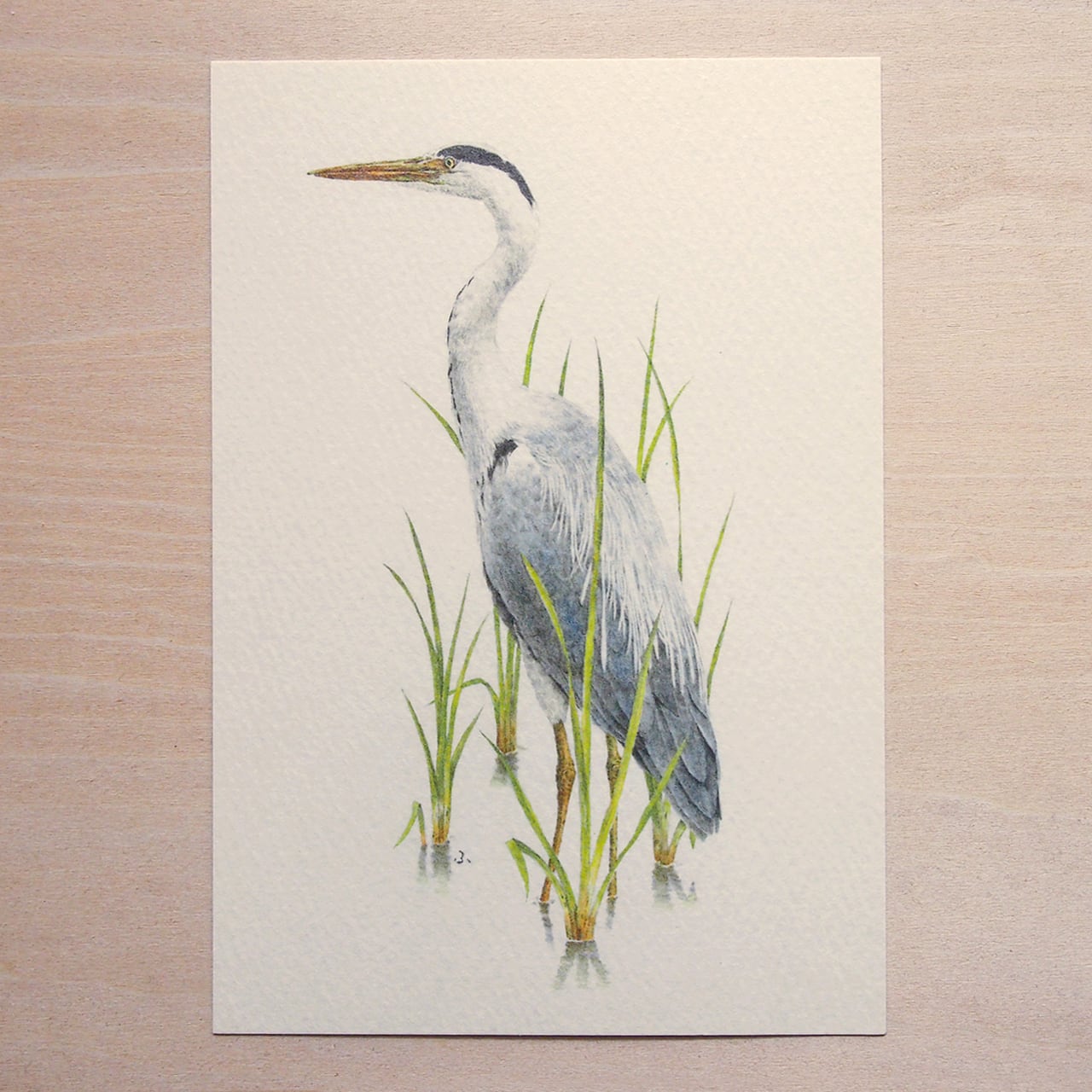 アオサギ ｜ ポストカード 5枚組 | muto fumiaki artwork