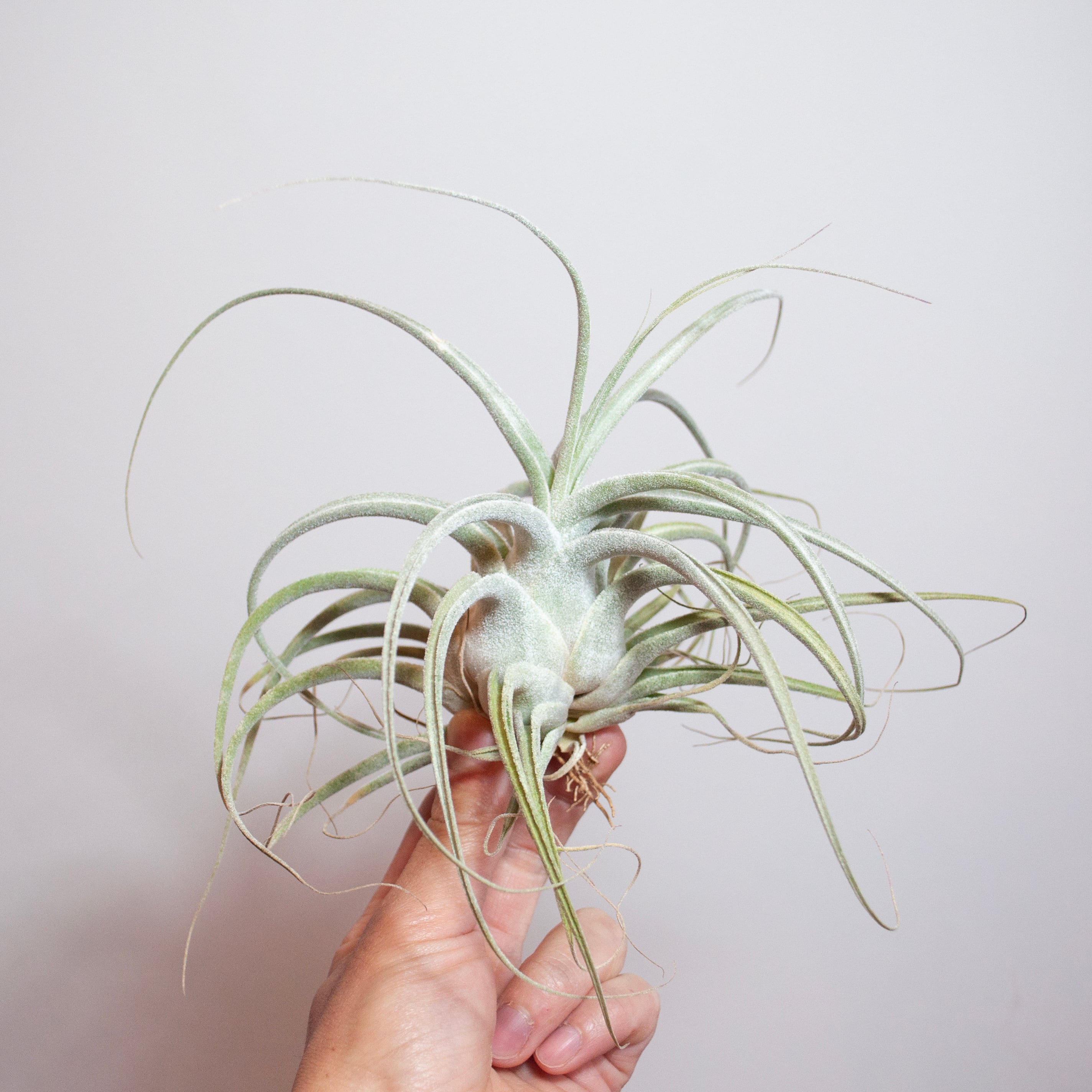 チランジア　Oregon x エーレルシアナ fit=scale-down,w=1200