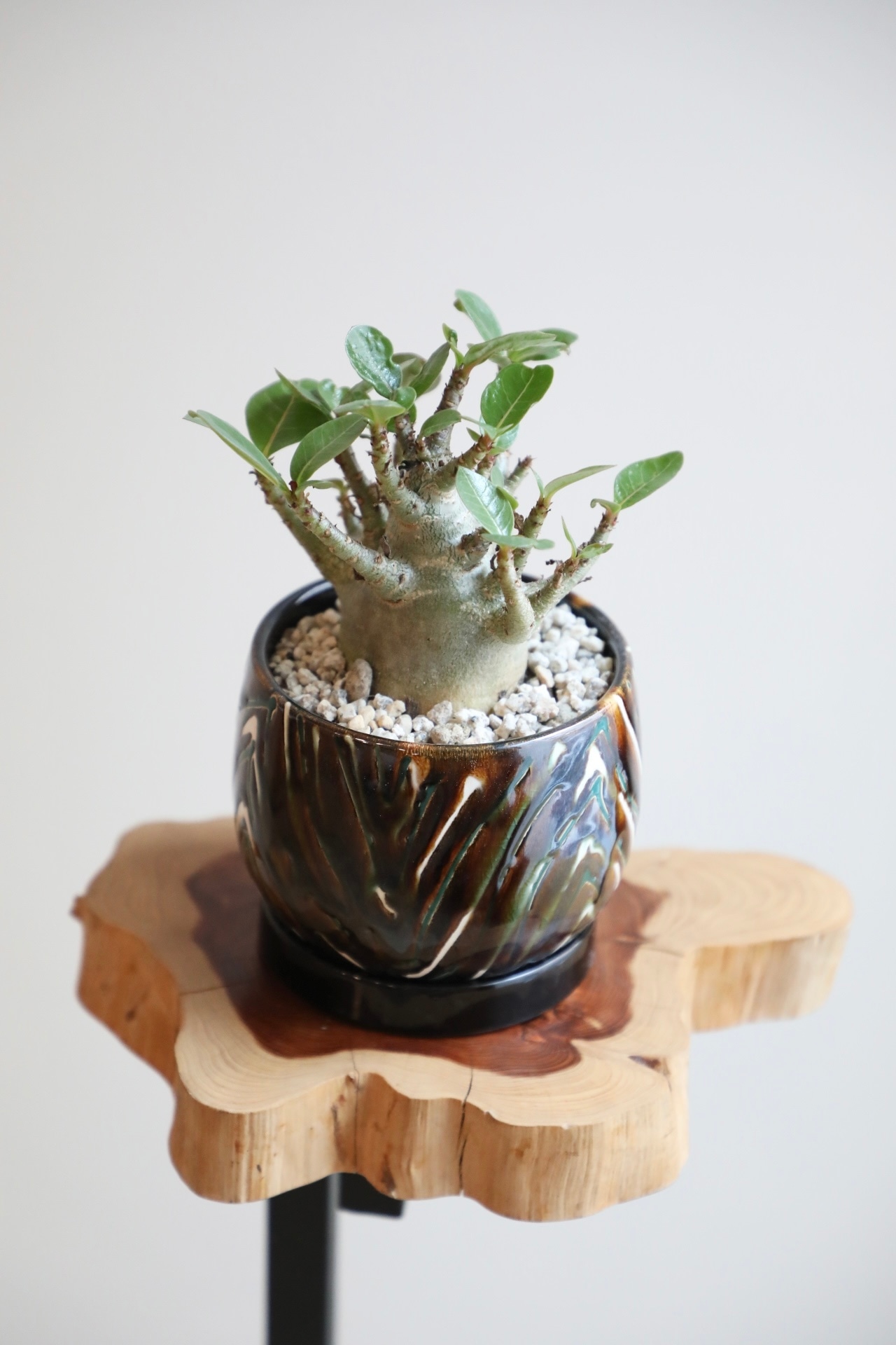 【M】アデニウム モンスター/Adenium arabicum monster ※陶器鉢付き