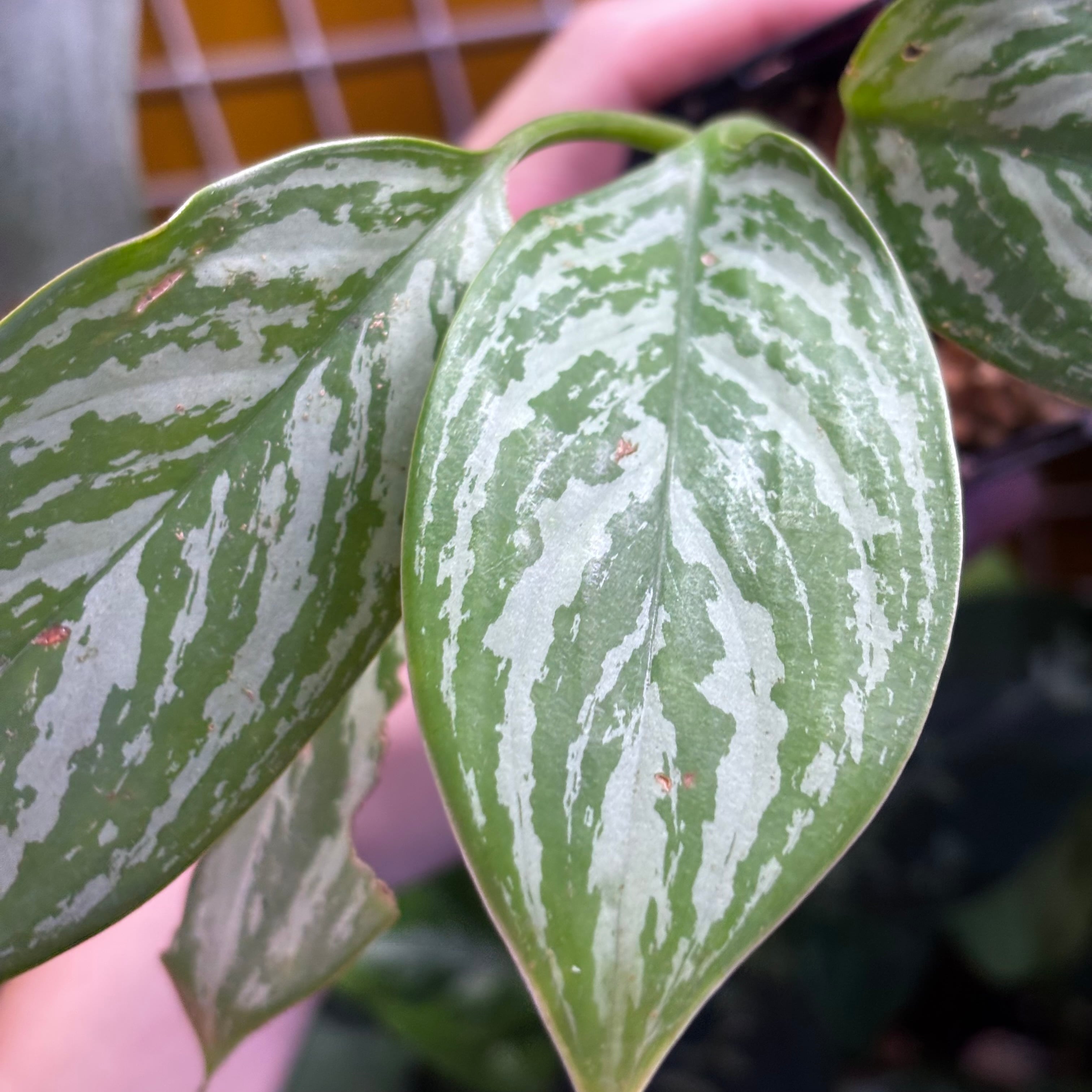 Aglaonema nitidum 