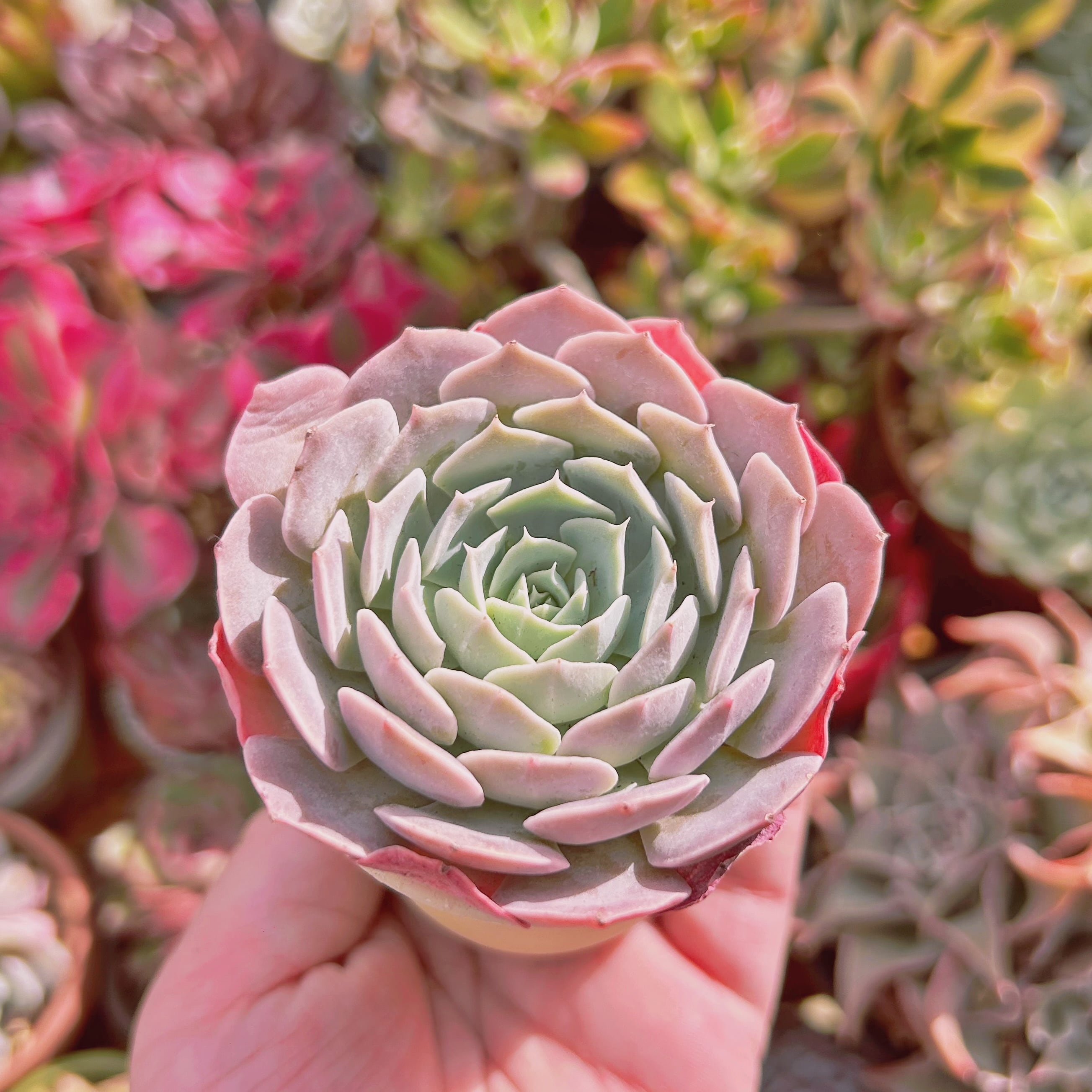 多肉植物 Echeveria 新品種 天賜 | るる農園~多肉植物専門
