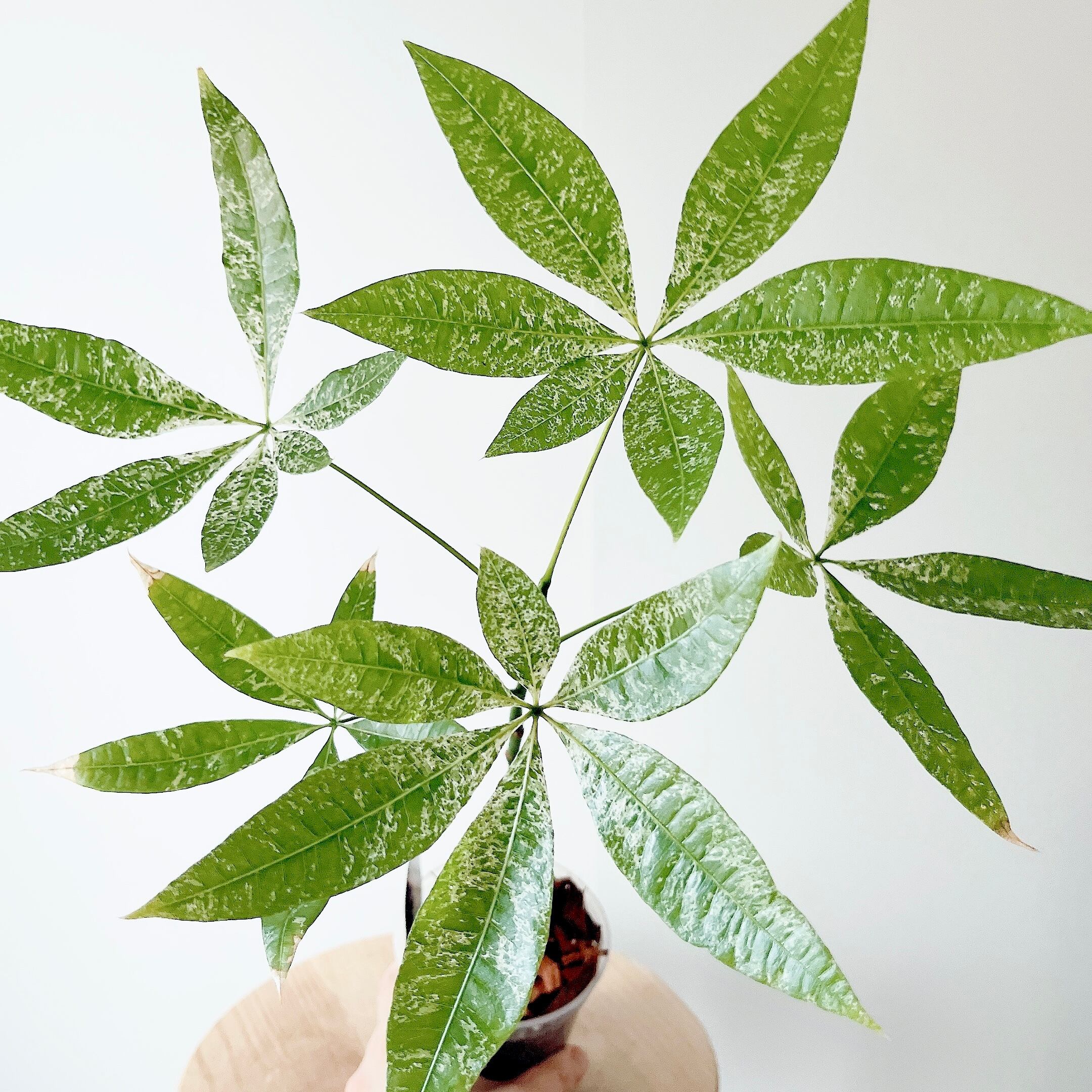 【超希少】フィカス リラータ イヴォンヌ 斑入りカシワバ 森尾花園さん＊calm 超希少】フィカス リラータ イヴォンヌ 斑入りカシワバ 森尾花園さん