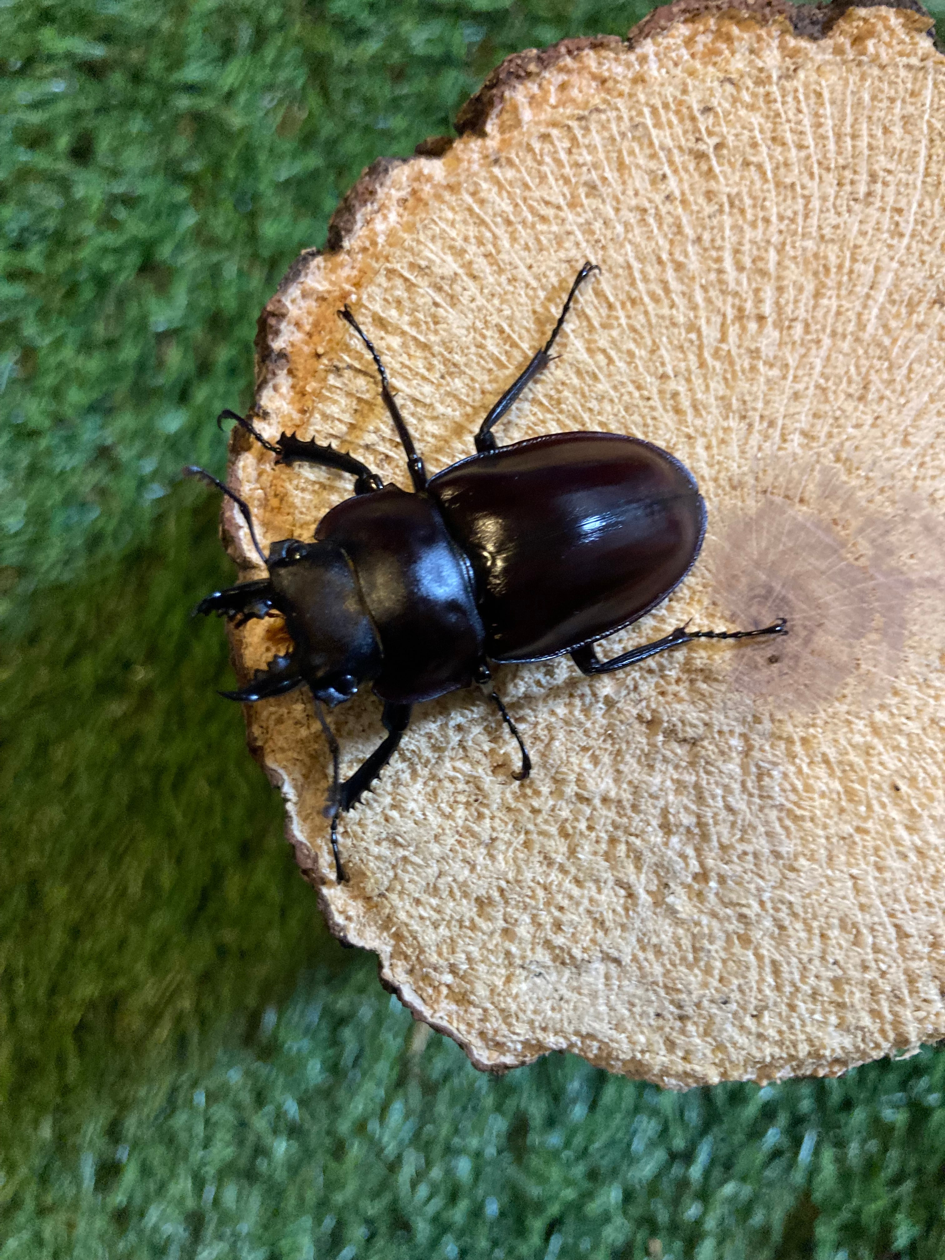 ヤエヤママルバネクワガタ(石垣島野底岳産)②