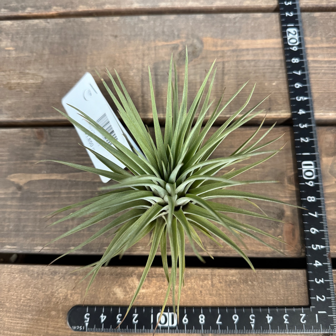 チランジア エスピノーサ【237】