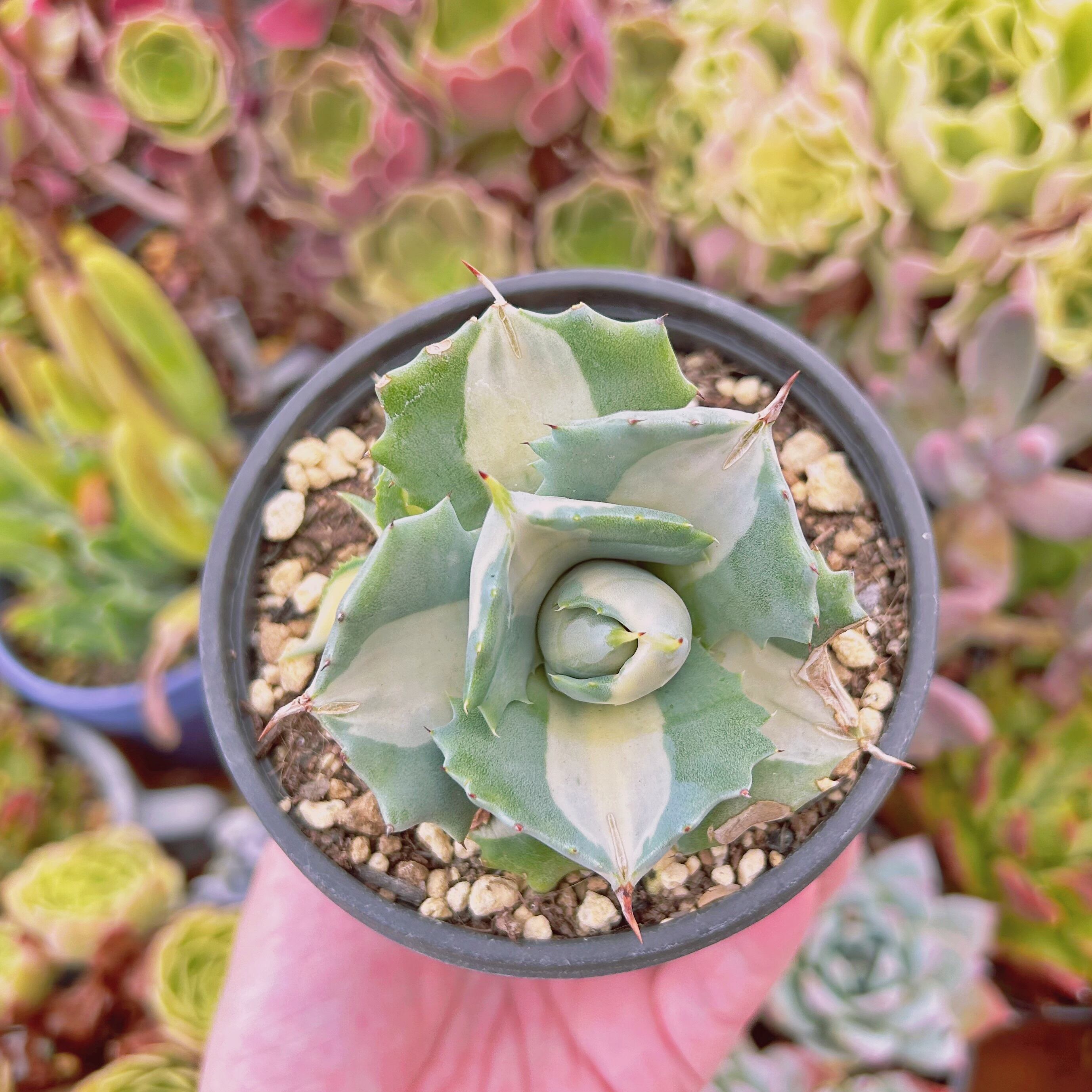 現物　多肉植物　王妃雷神錦(白中斑)   特大　抜き苗