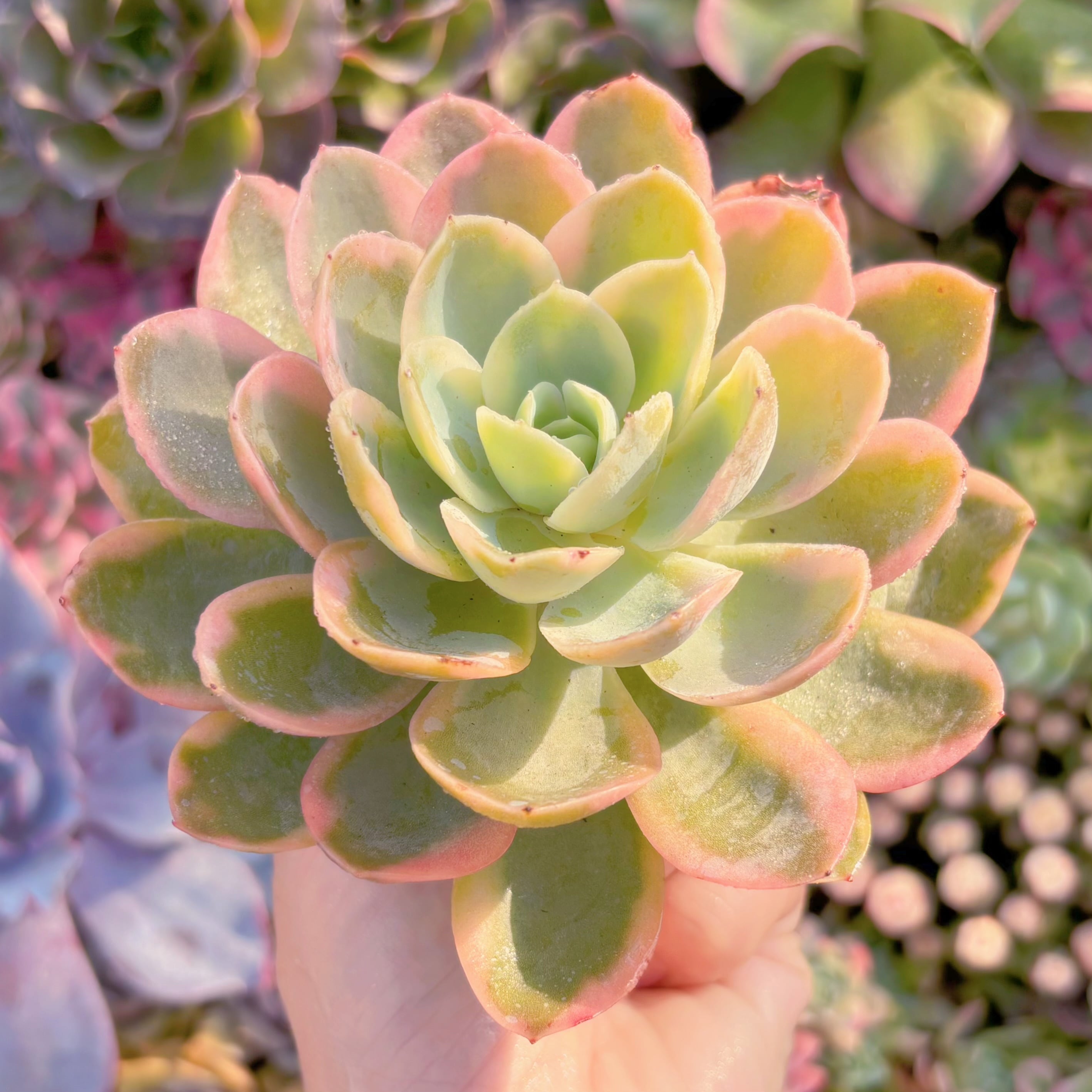 多肉植物 ピンクベラ錦 新入荷 るる農園 | るる農園~多肉植物専門