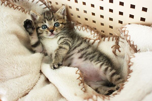 猫 ポストカード The Cat who.... ハロー 10x14.8センチ(cm)官製はがきサイズ 猫写真 はがき ねこ葉書 ネコハガキ Postcard 桃 モモ momo 子猫の桃