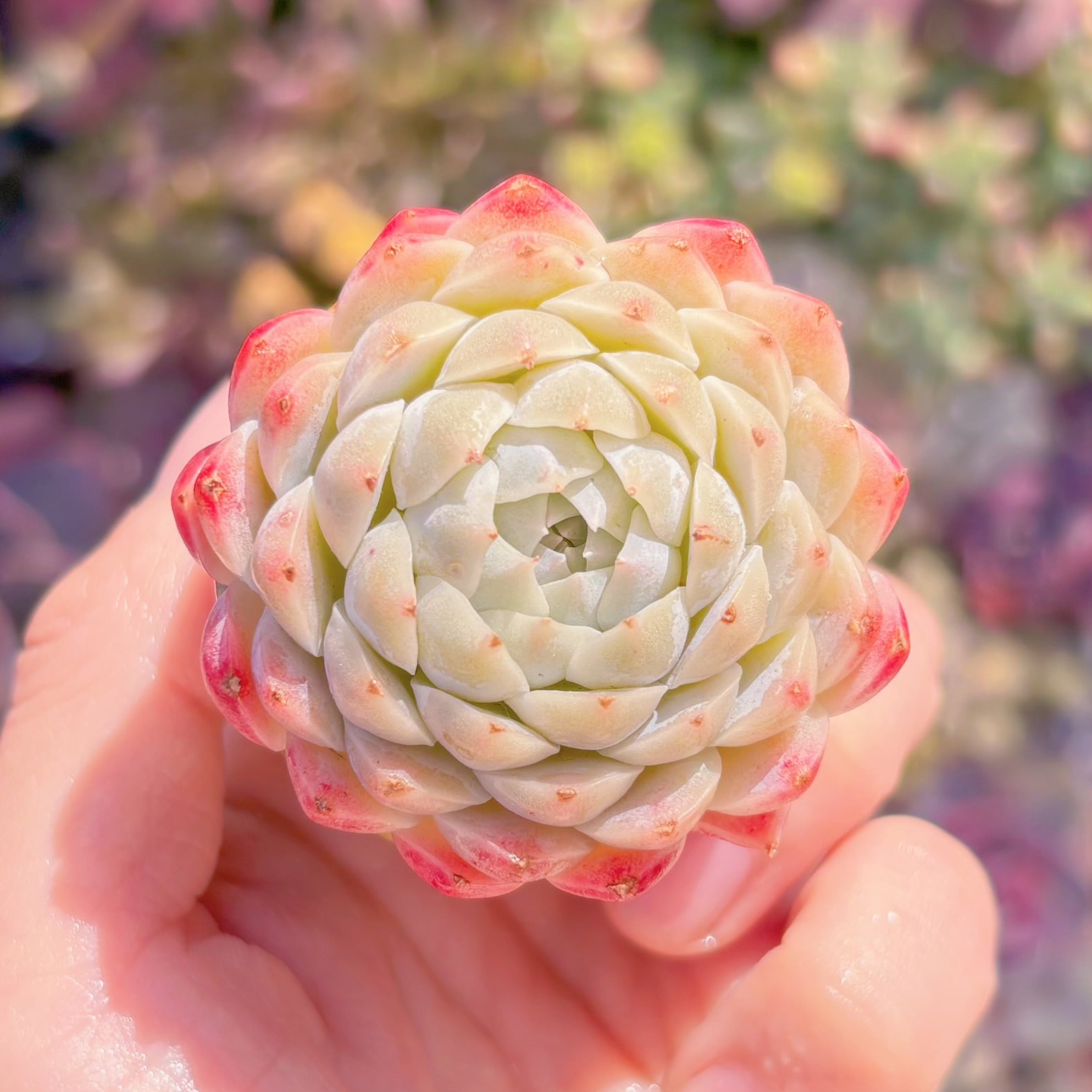 多肉植物　ホワイトパーム　新入荷　るる農園