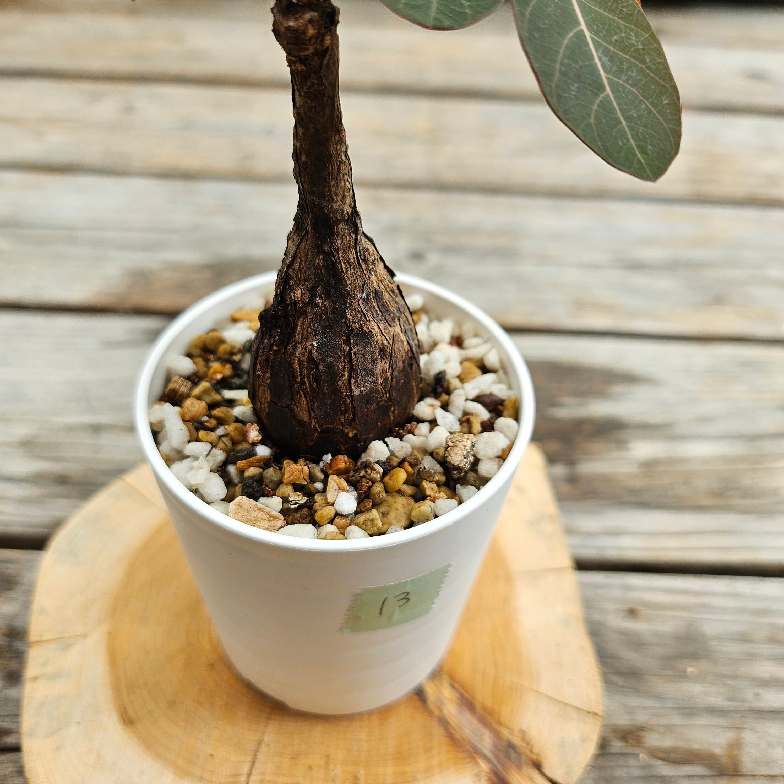 フィランサスミラビリス　超美形大株 フィランサスミラビリス 超美形大株