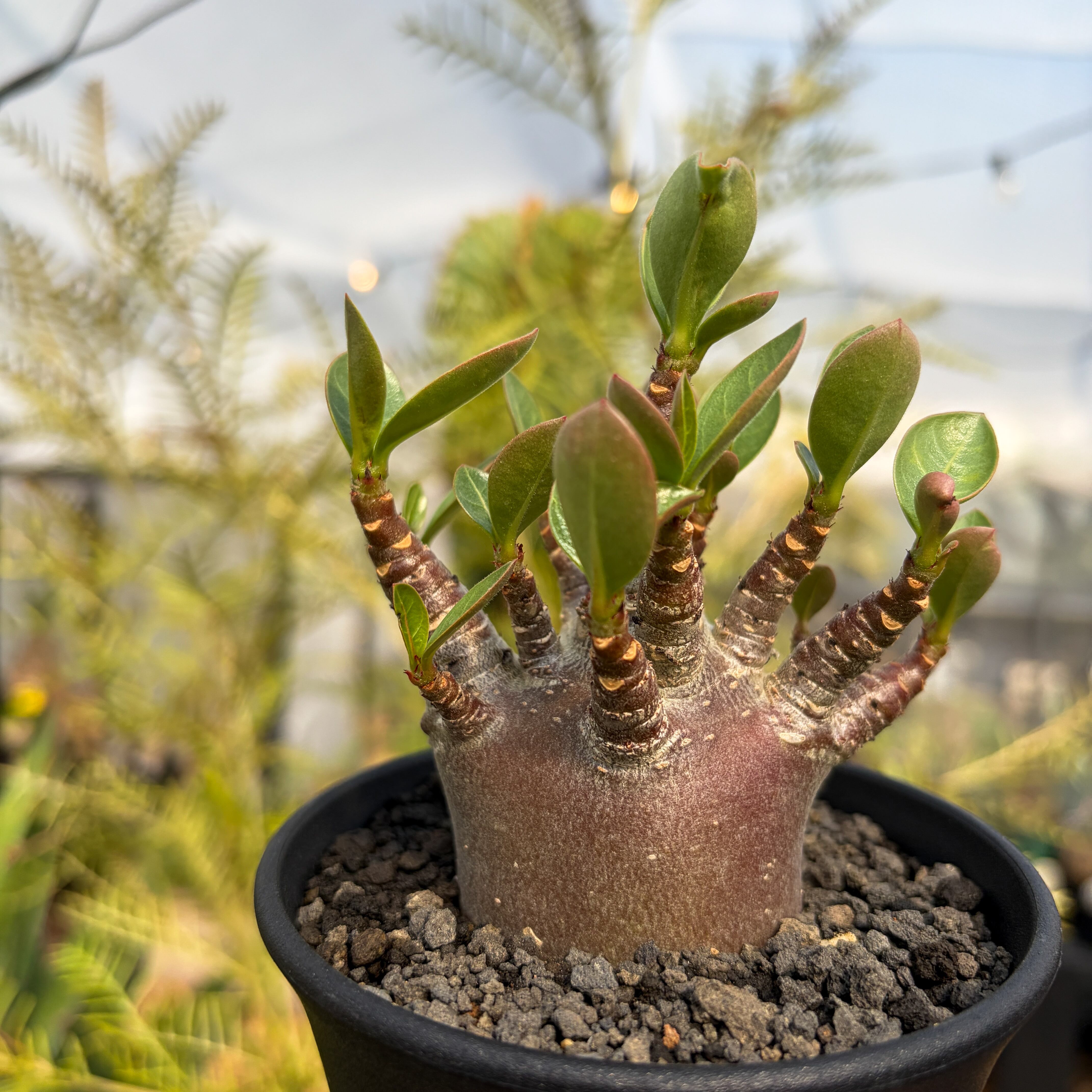 Adenium Arabicum 'Dark Skin'【アデニウムアラビカム・黒肌