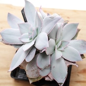 抜き苗 カンテ LED管理 双頭大株 Echeveria cante