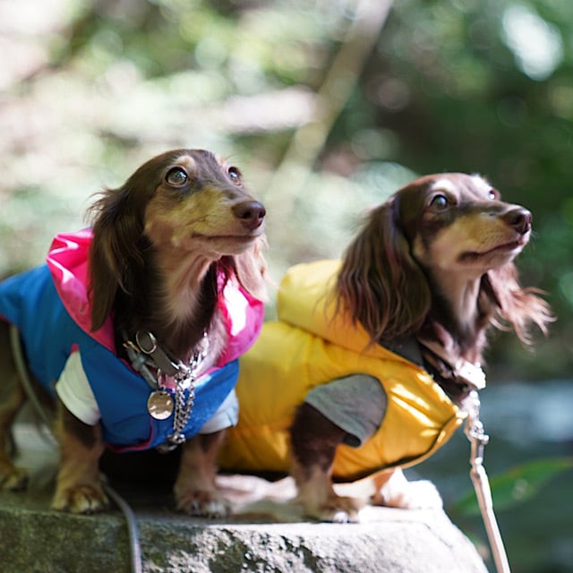 ミニロディーニ|ダックス犬柄ジャケット|size92-98 カニンヘンダックスとミニチュアダックス専門のお洋服webショップ