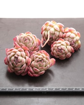 カット苗 ストロベリーアイス 3頭群生 Echeveria 'Strawberry Ice'