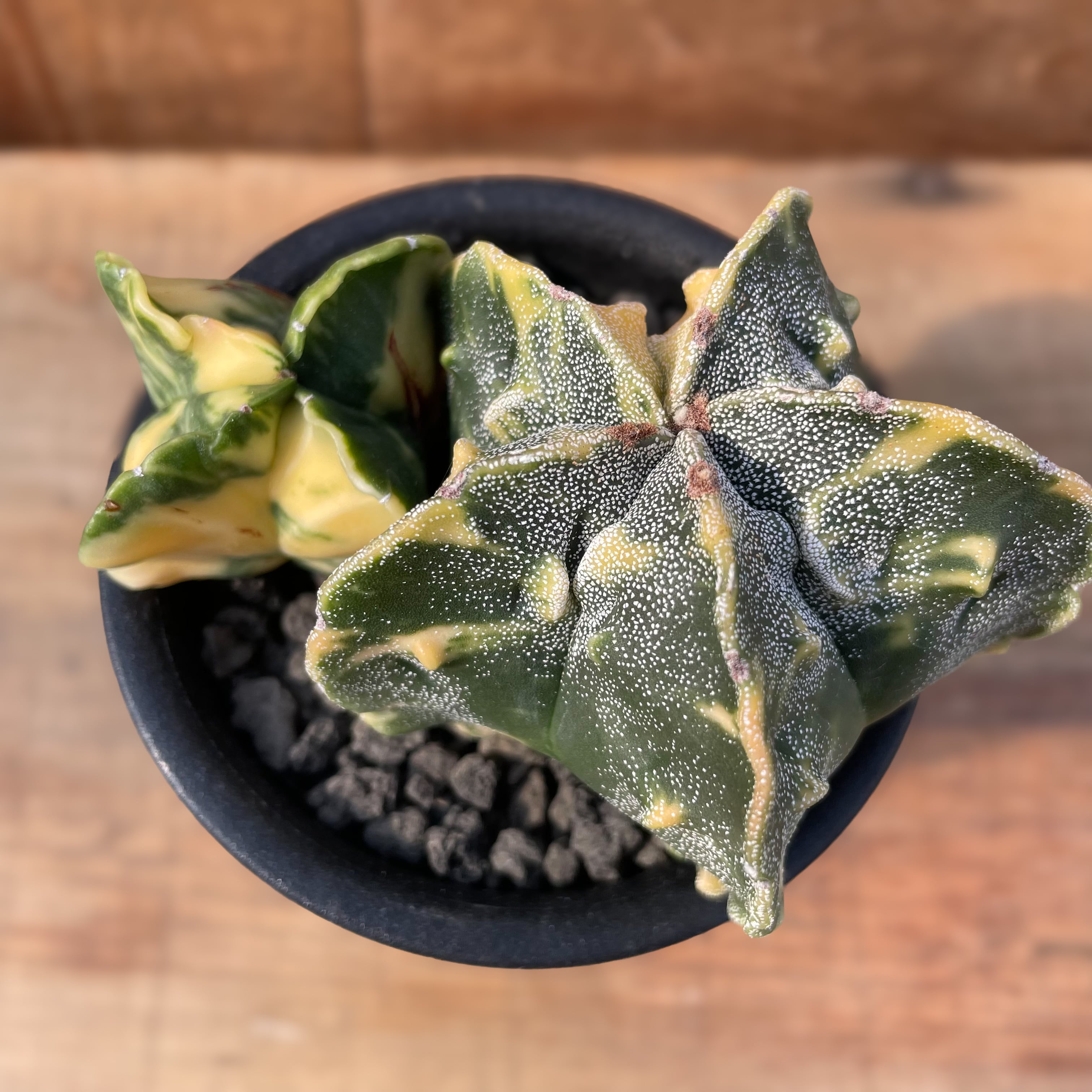 鸞鳳錦 Astrophytum myriostigma【アストロフィツム・鸞鳳玉錦・実生