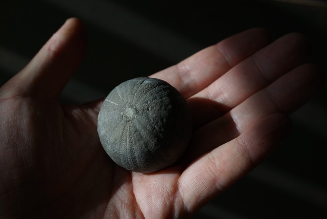 モロッコ産ウニ化石 Psephechinus michelini 1530