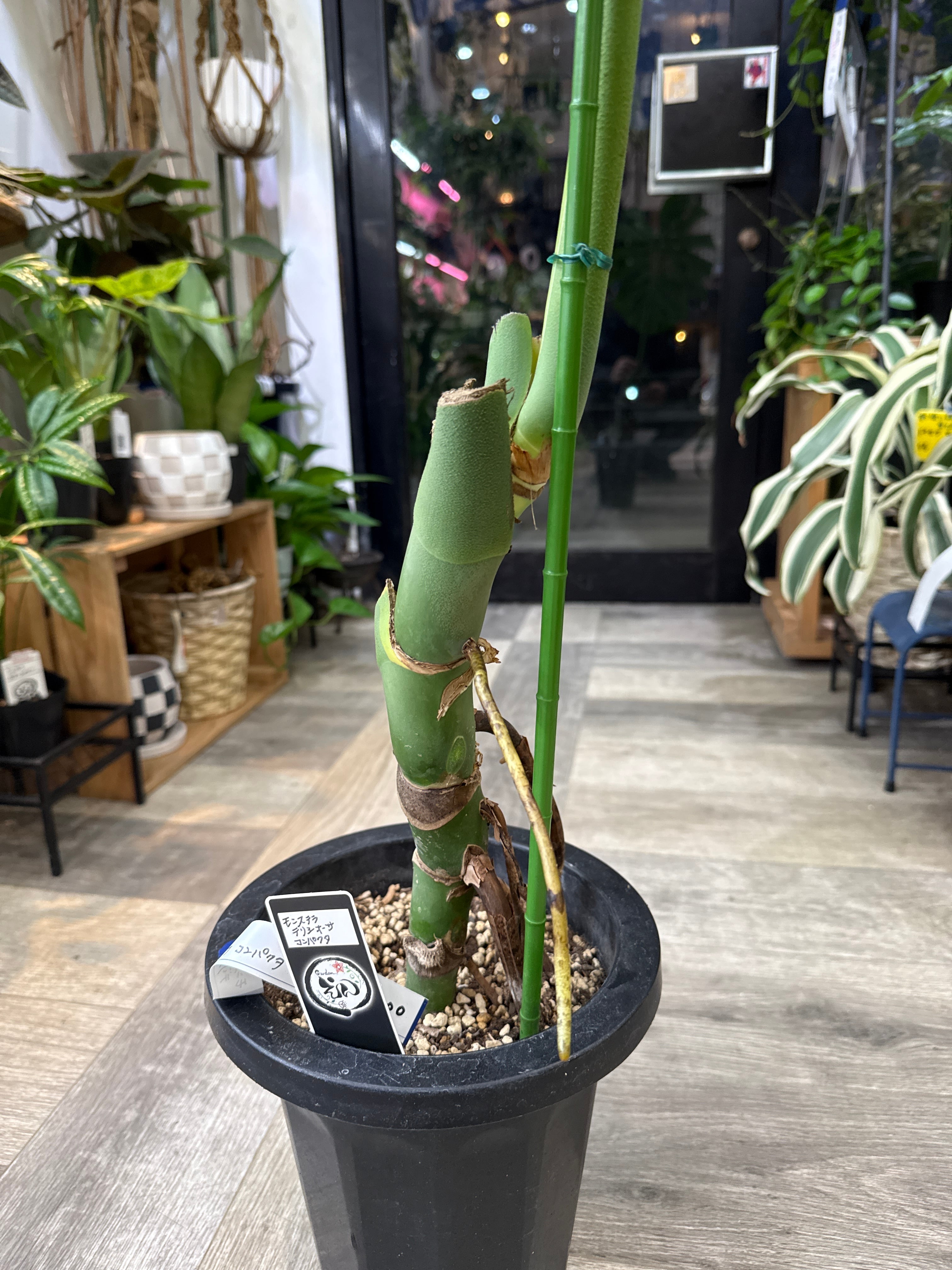 モンステラ D. コンパクタ | Gardenえん 【観葉熱帯植物】