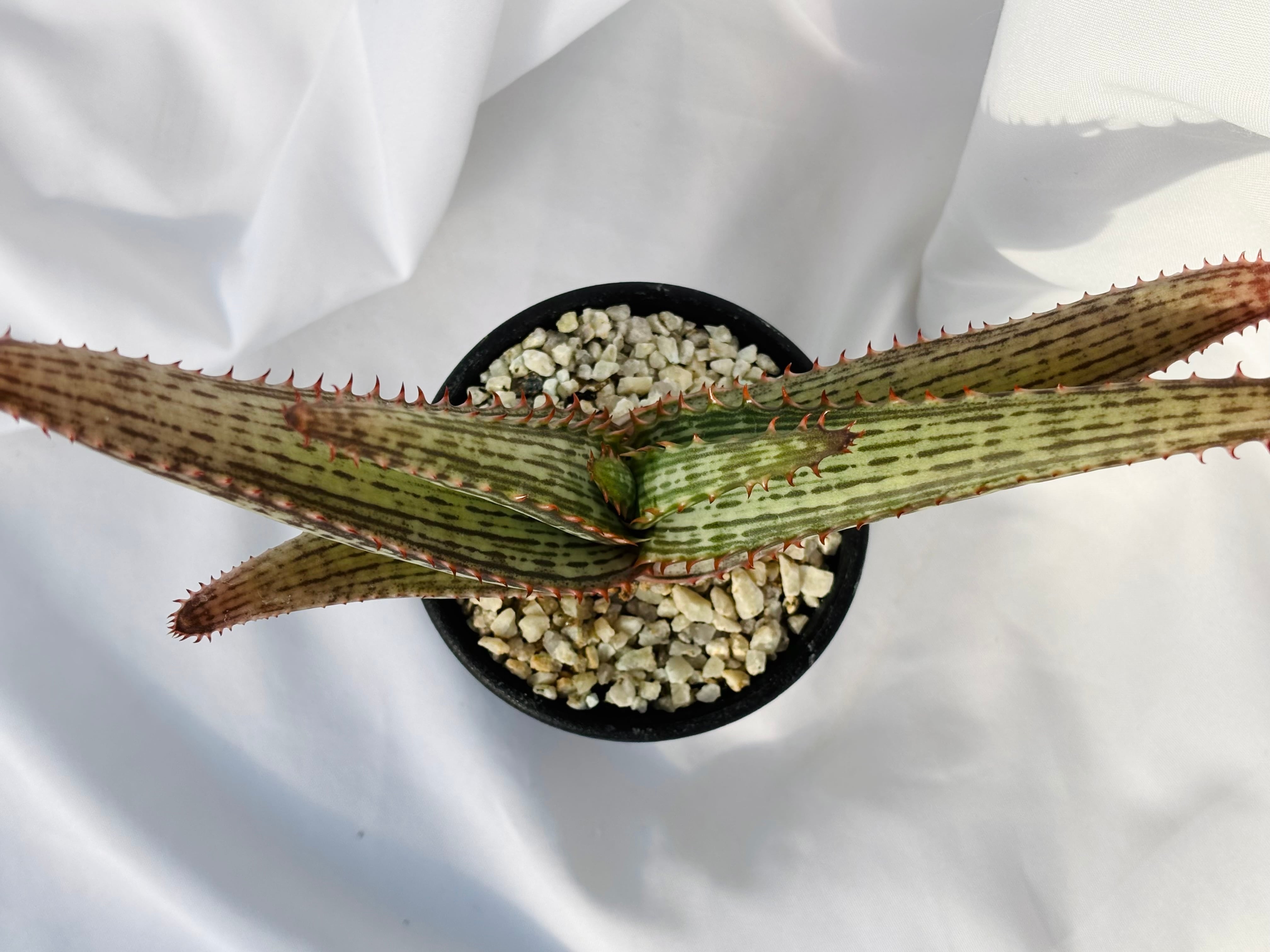 Aloe branddraaiensis アロエ ブランドレイエンシス | plants MARU