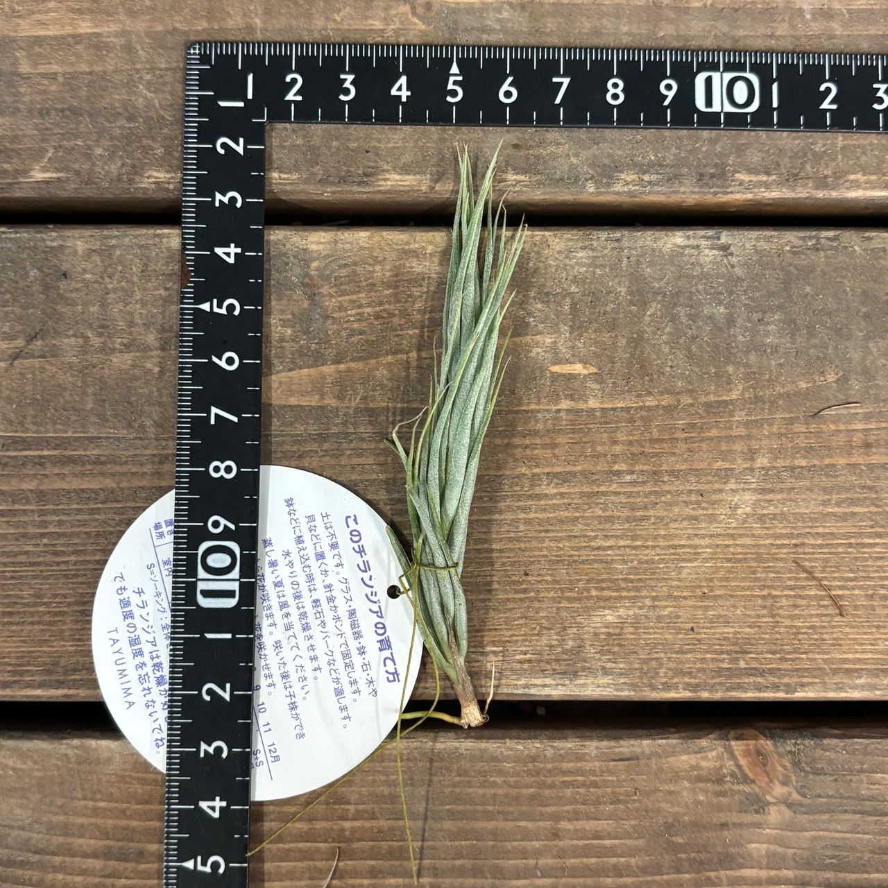 チランジア　キルシュネキー【599】