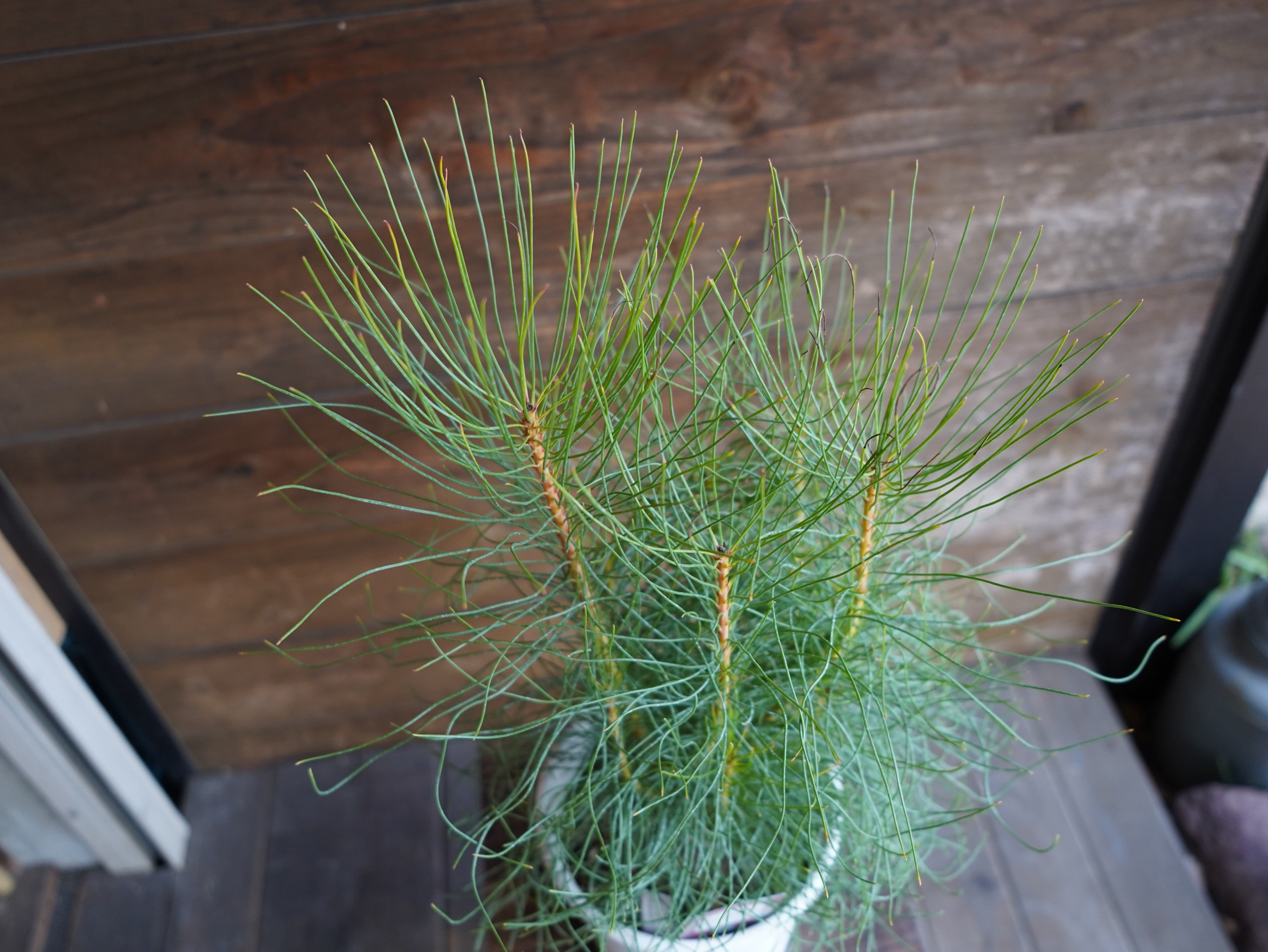 【現物】オーラックス カンセラータ ”ブロンズヘイズ” A