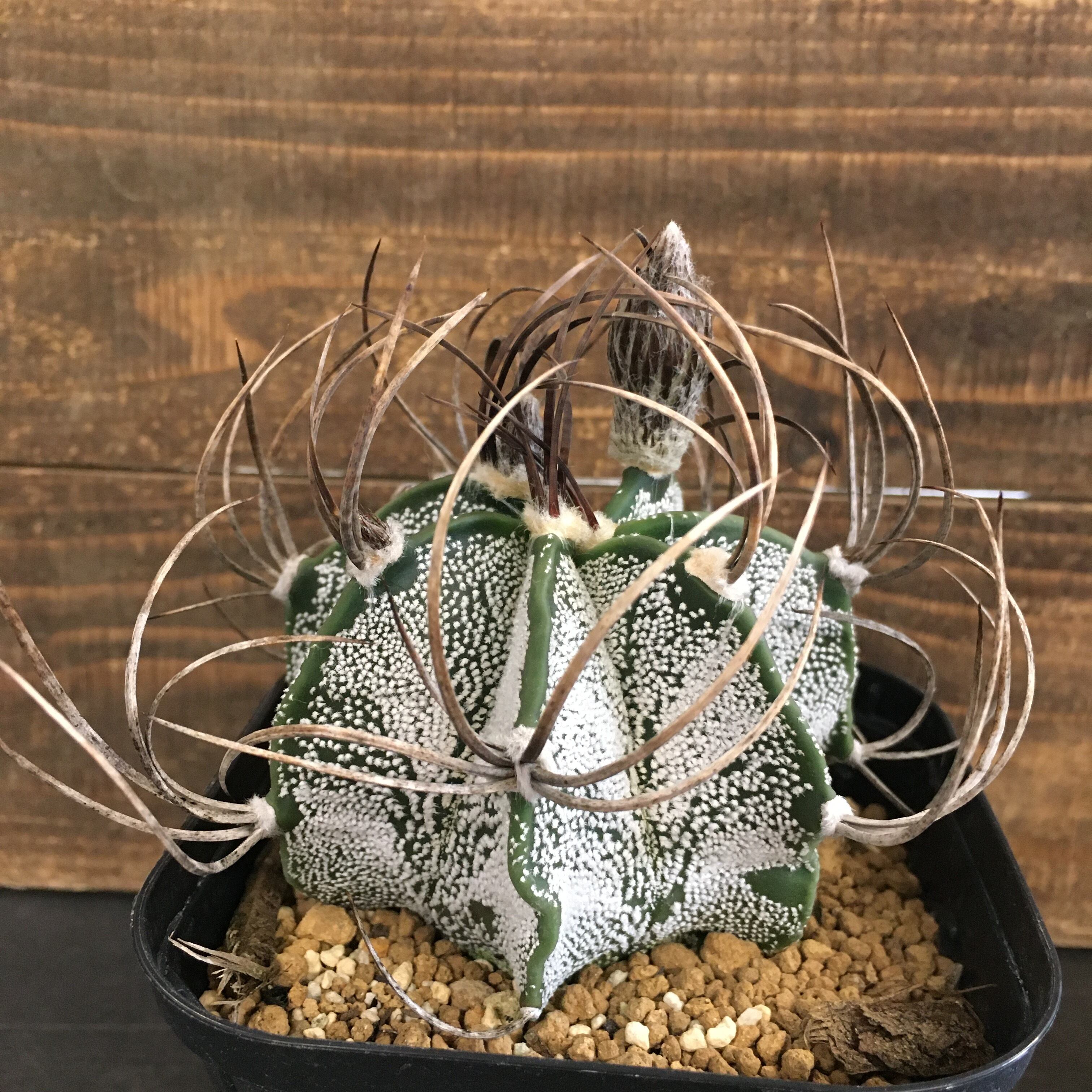 サボテン アストロフィツム 白瑞鳳玉 Protoleaf プロトリーフ