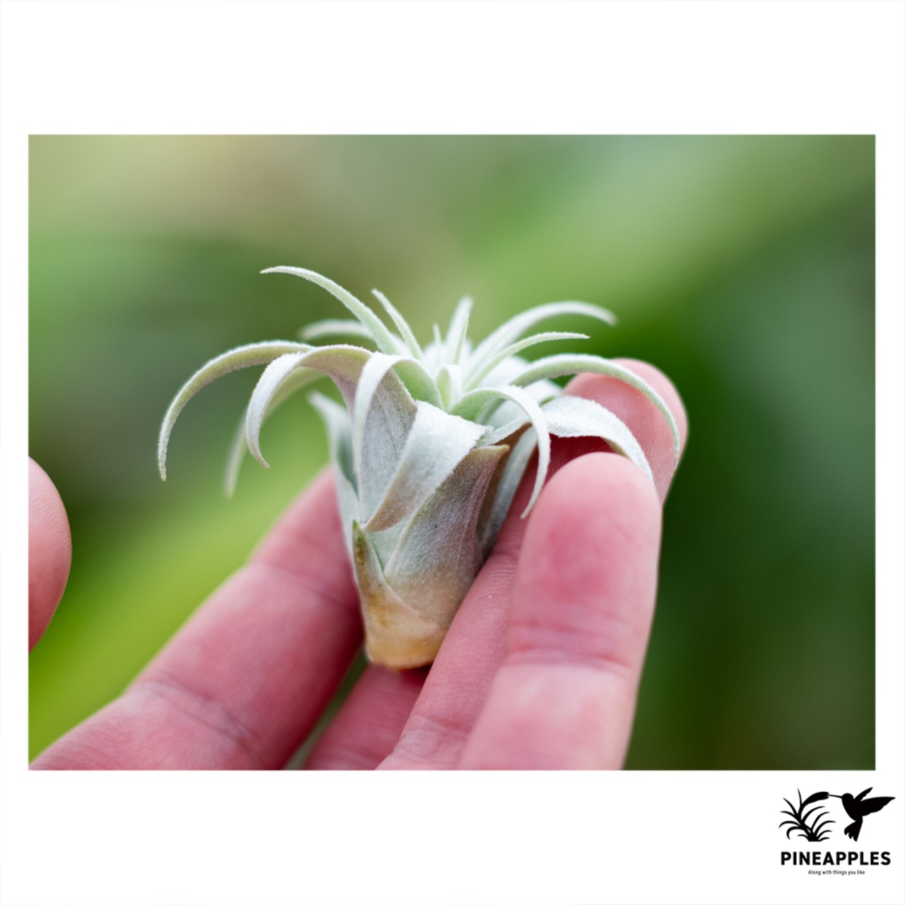 Tillandsia chapeuensis var. turriformis (Koheres) - 2