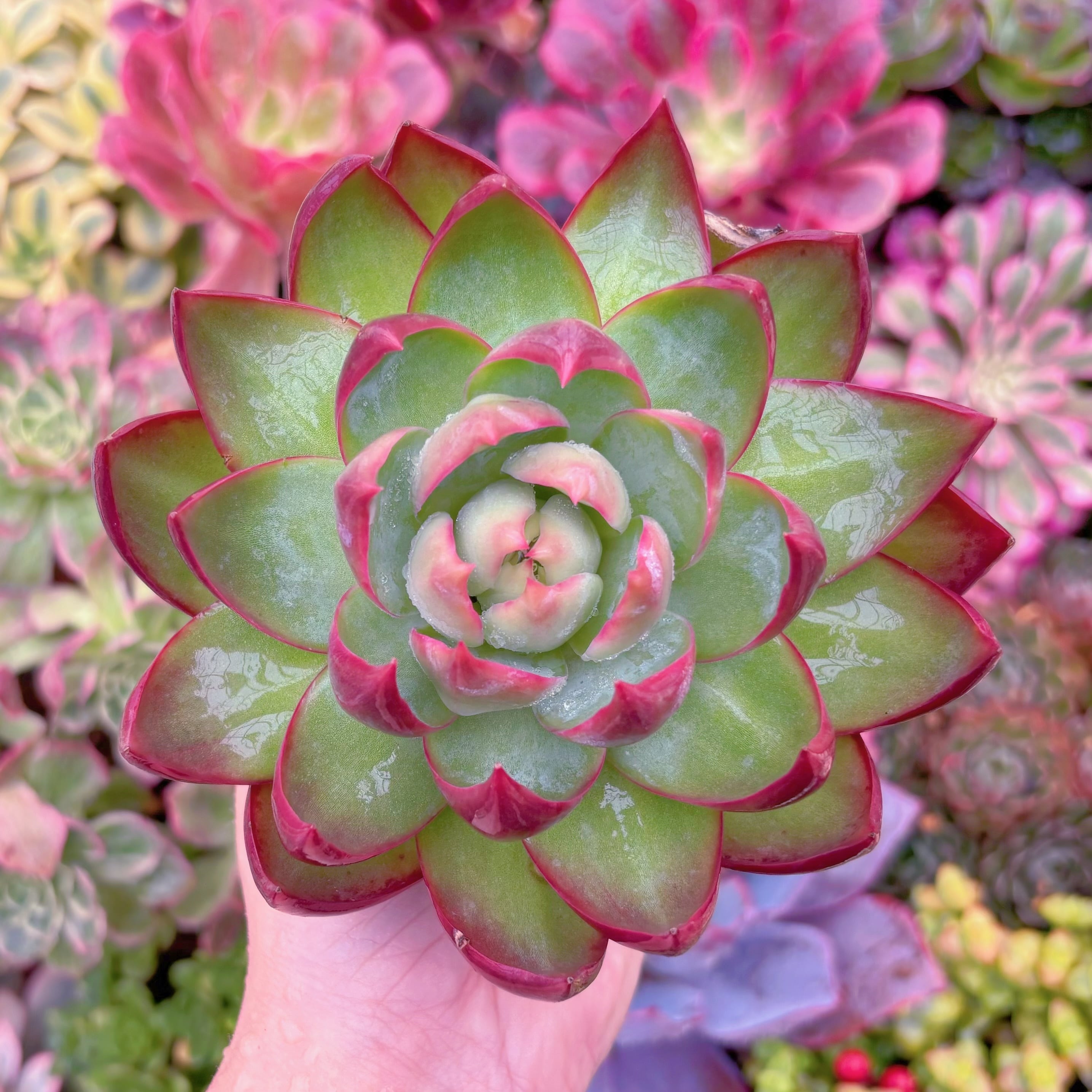 現品　カシオ#A049　大苗　るる農園