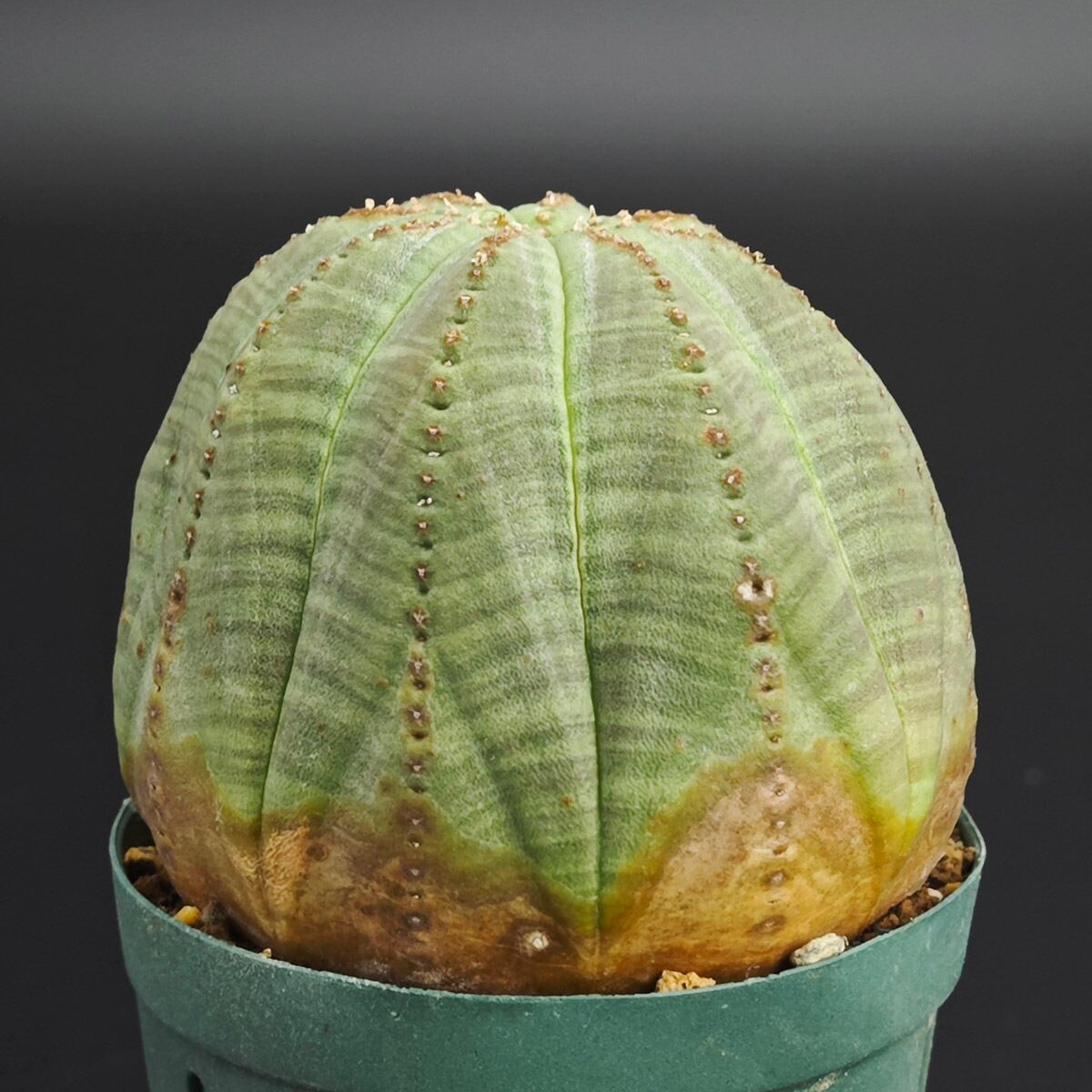 レ*君様 ユーフォルビア オベサ 多稜超大株 ① ライン木質化多稜タイプ】雄株 12稜 Euphorbia Obesa ユーフォルビア