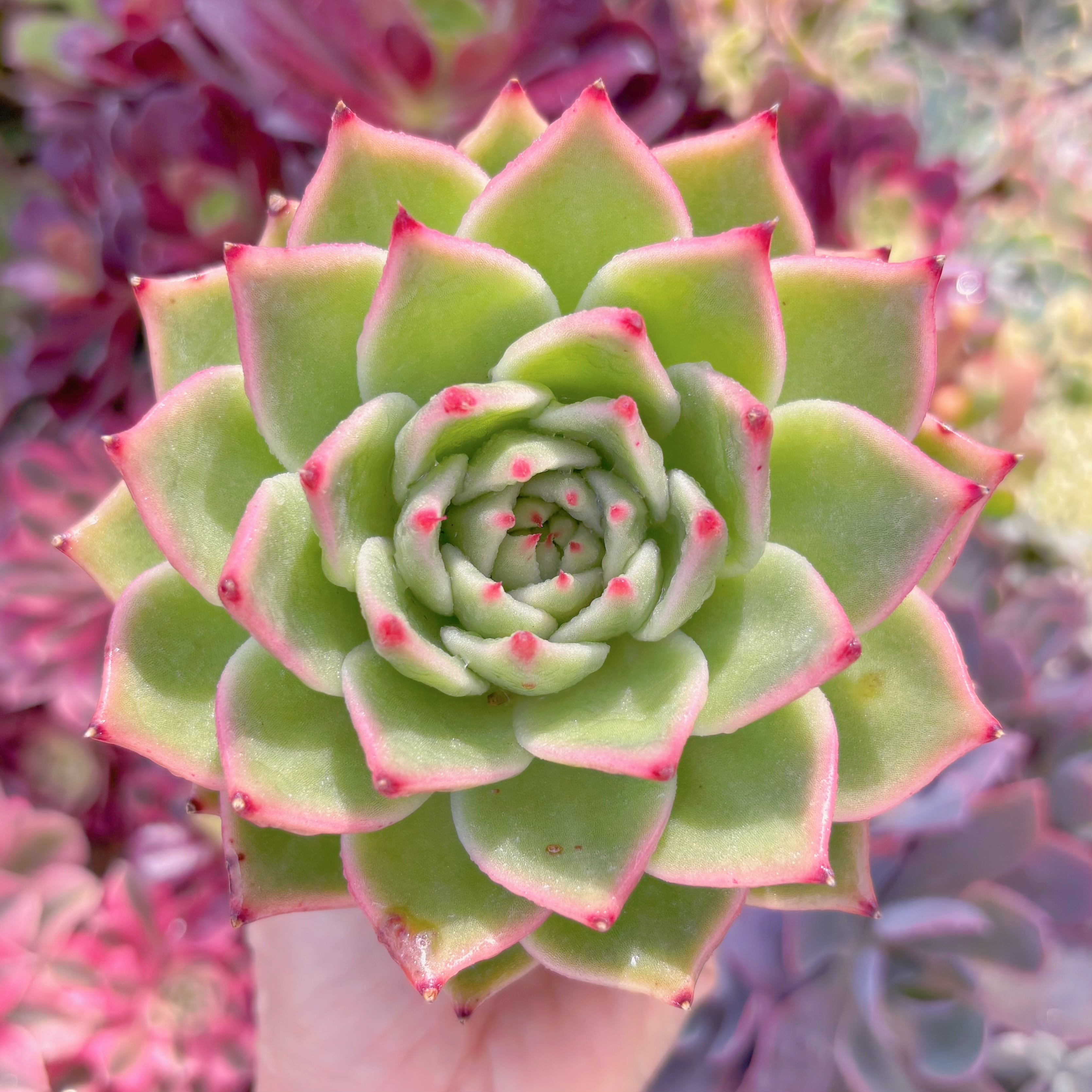 現品　ブルードラゴン#2022　大苗　るる農園